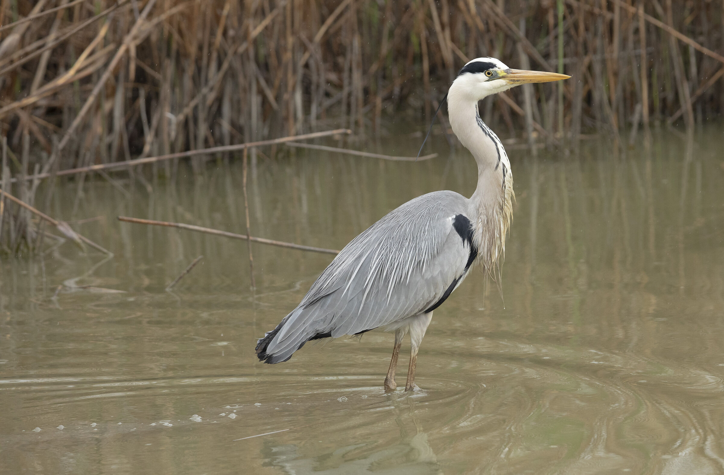 Grey Heron after Spring storm