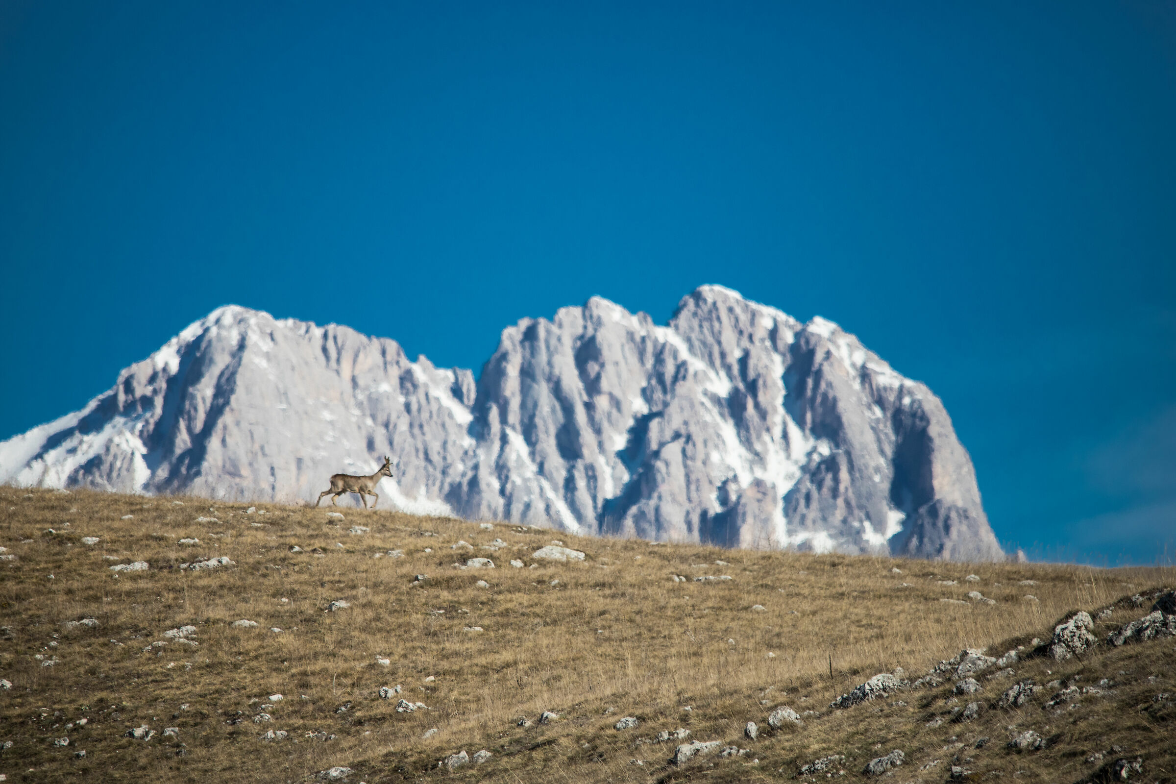 Roe Deer with a view