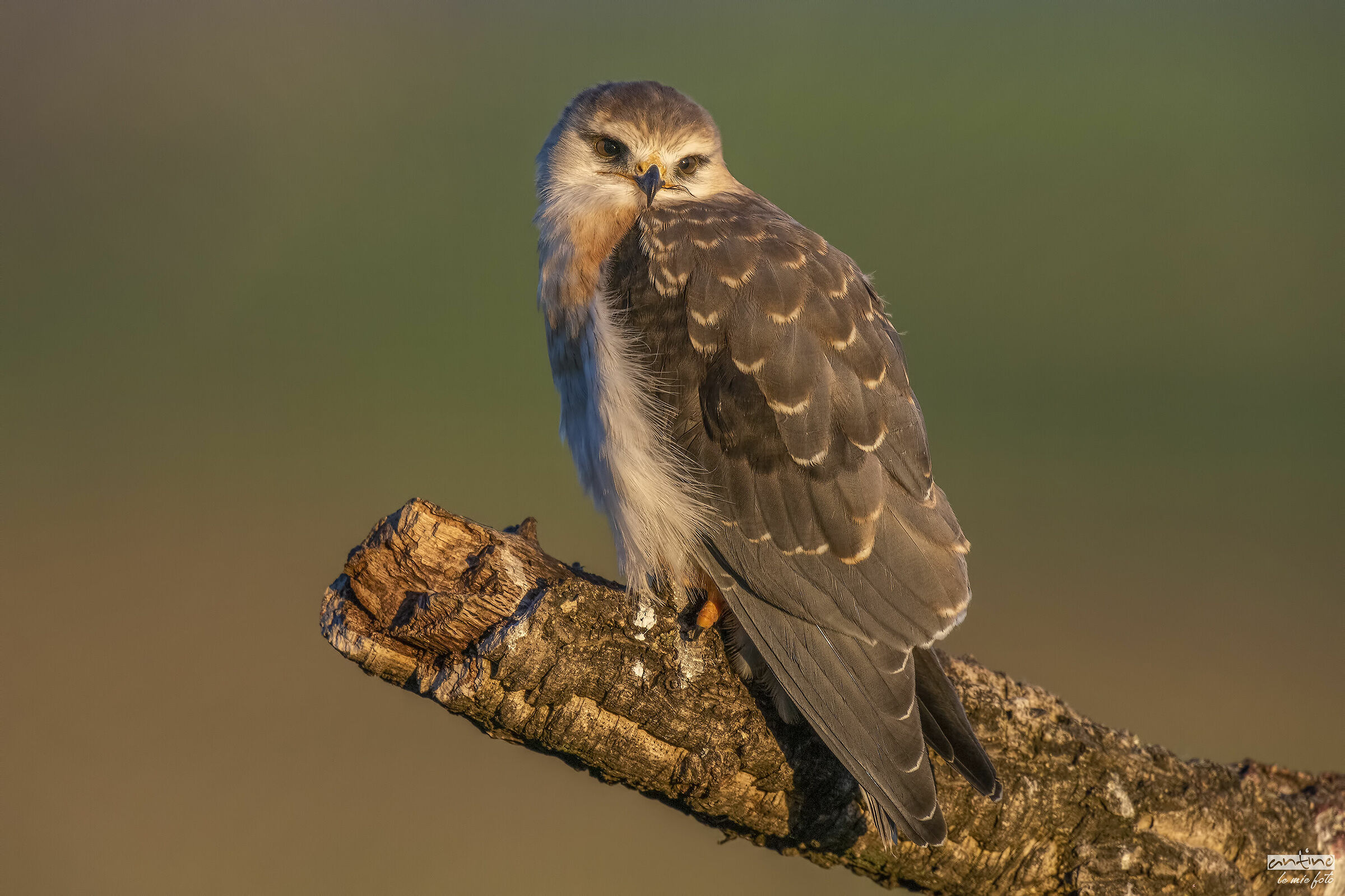Giovane nibbio bianco all'alba