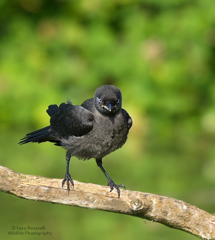 Jackdaw