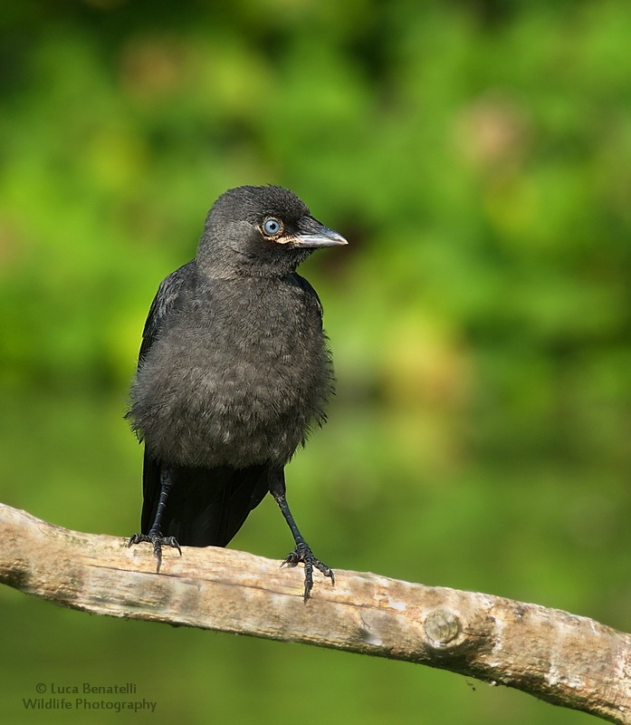 Jackdaw