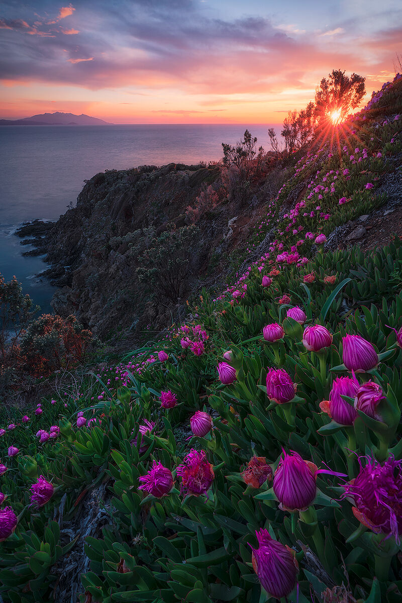 Punta Falcone (Piombino)