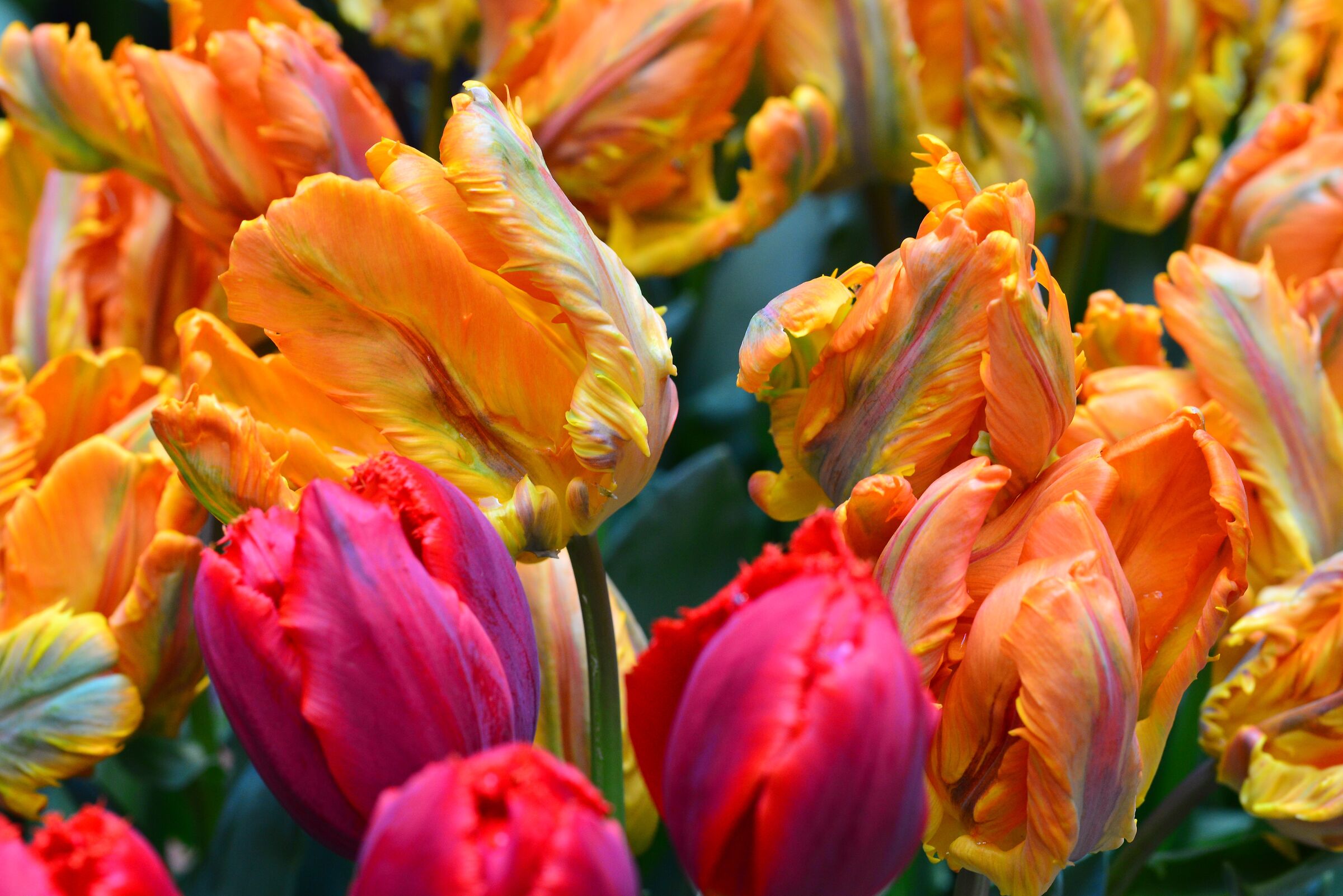 Tulipani Fuori Salone