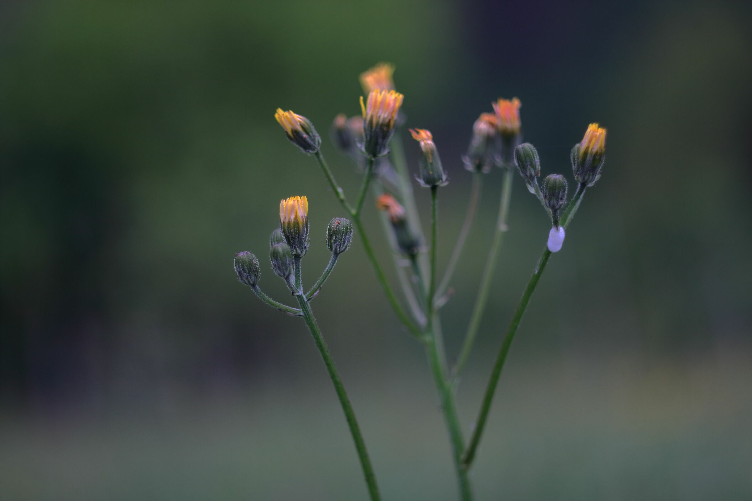 A flower still waiting for spring