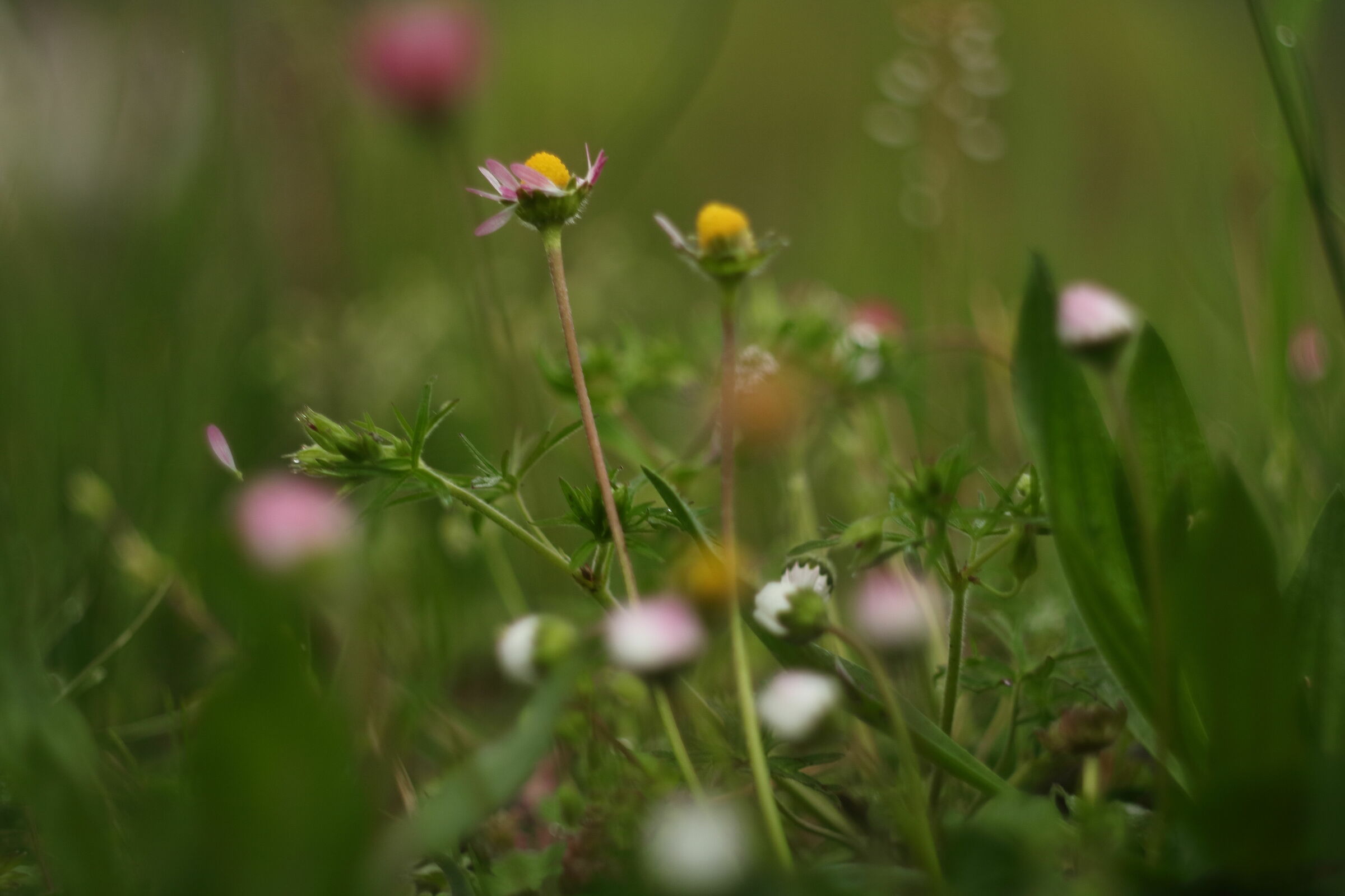 Macro Photography with Helios 44-2