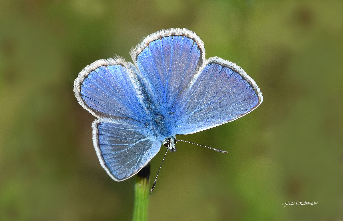Cupido Alcetas... Alceta...