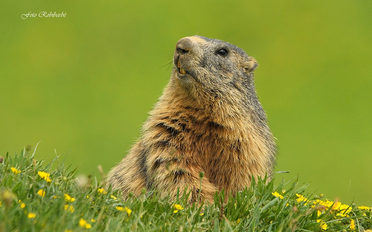 Marmot....