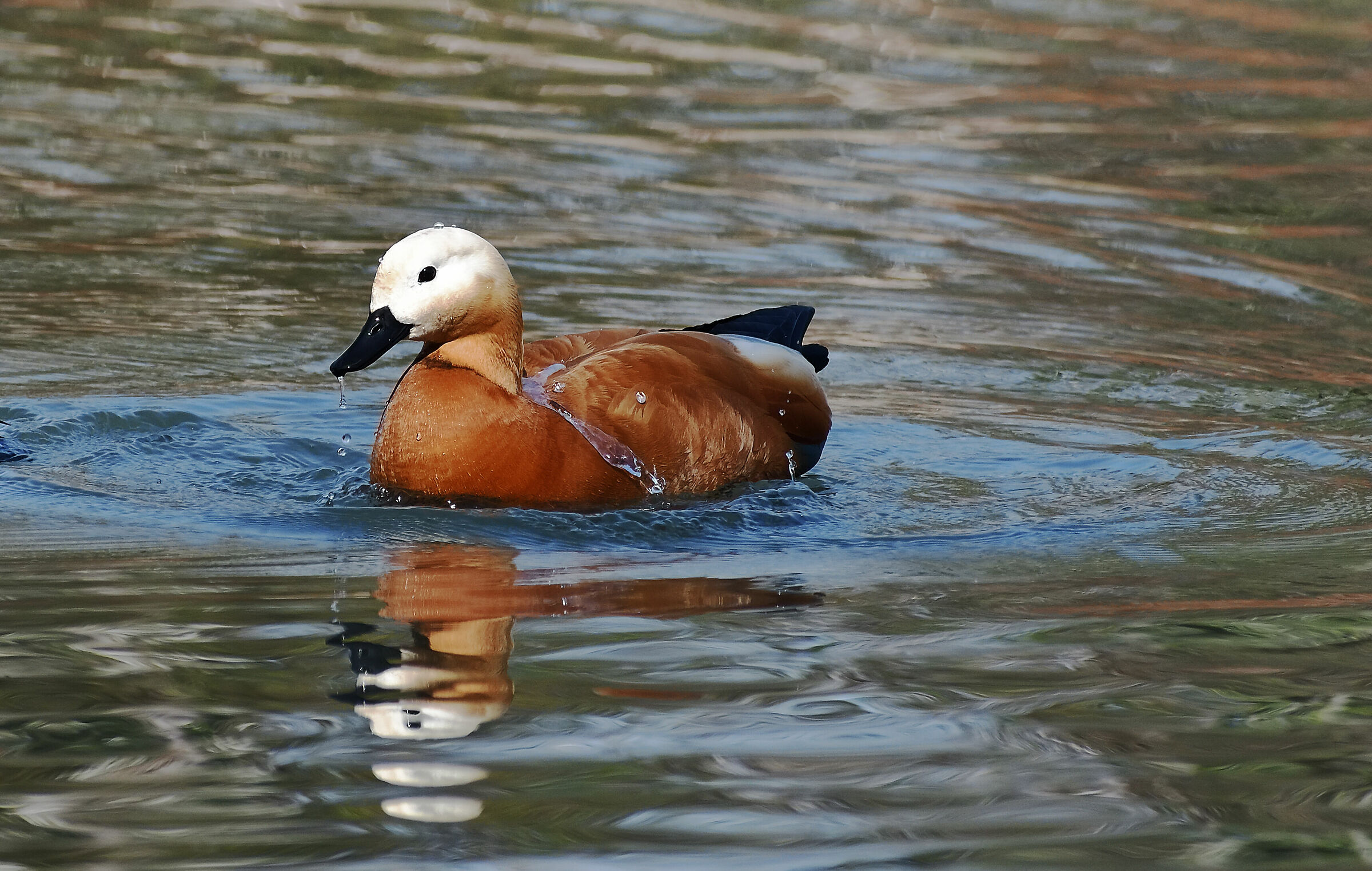 un meraviglioso colore