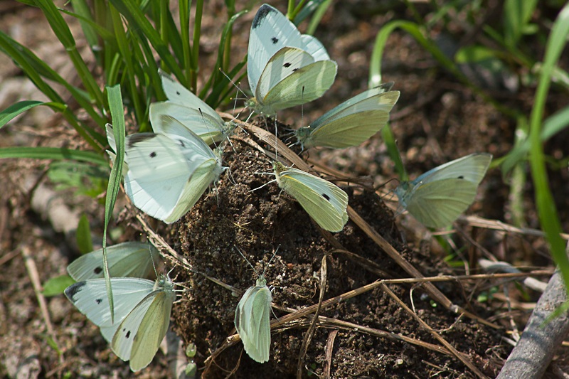 cabbage whites
