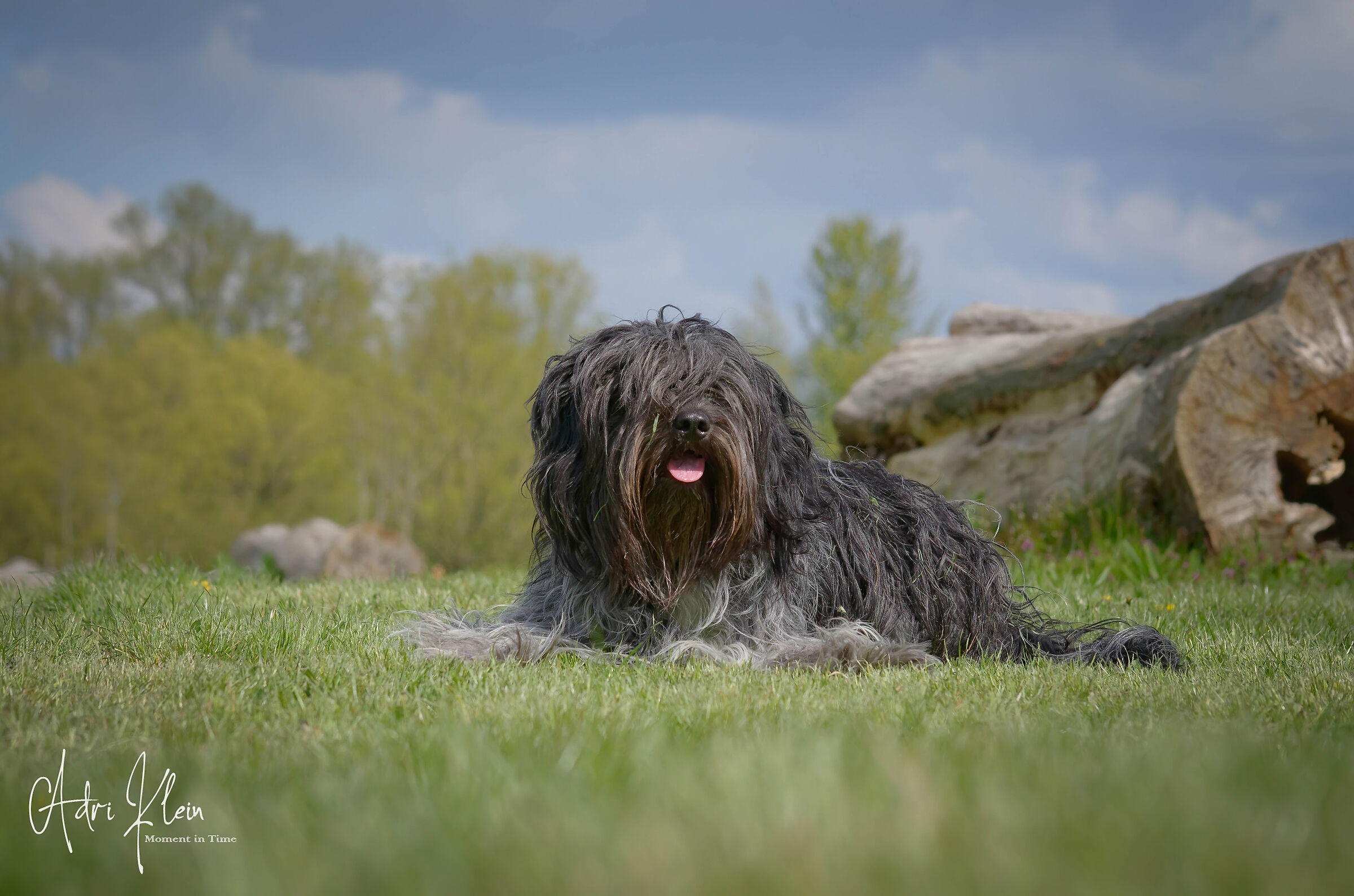 Izzy the Dutch Schapendoes