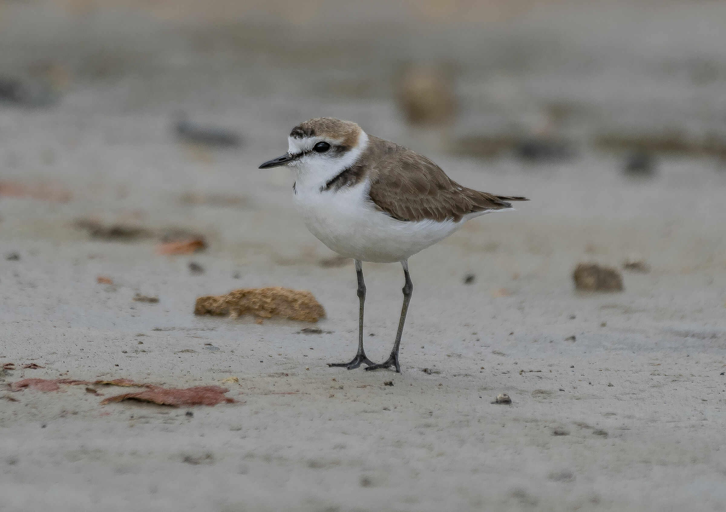 Fratino maschio( Charadrius alexandrinus )