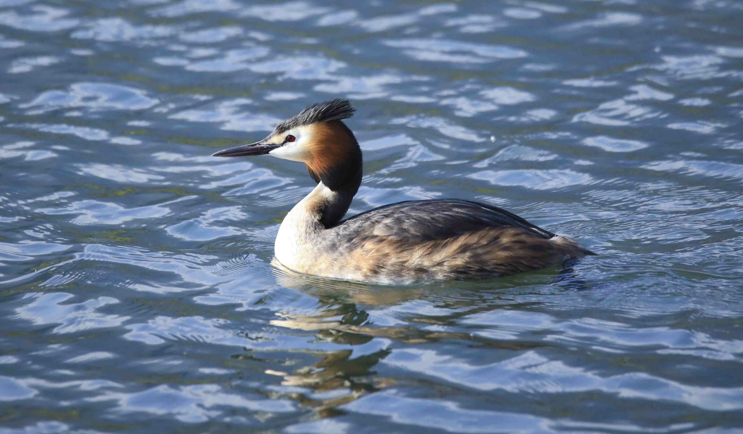 Grebe