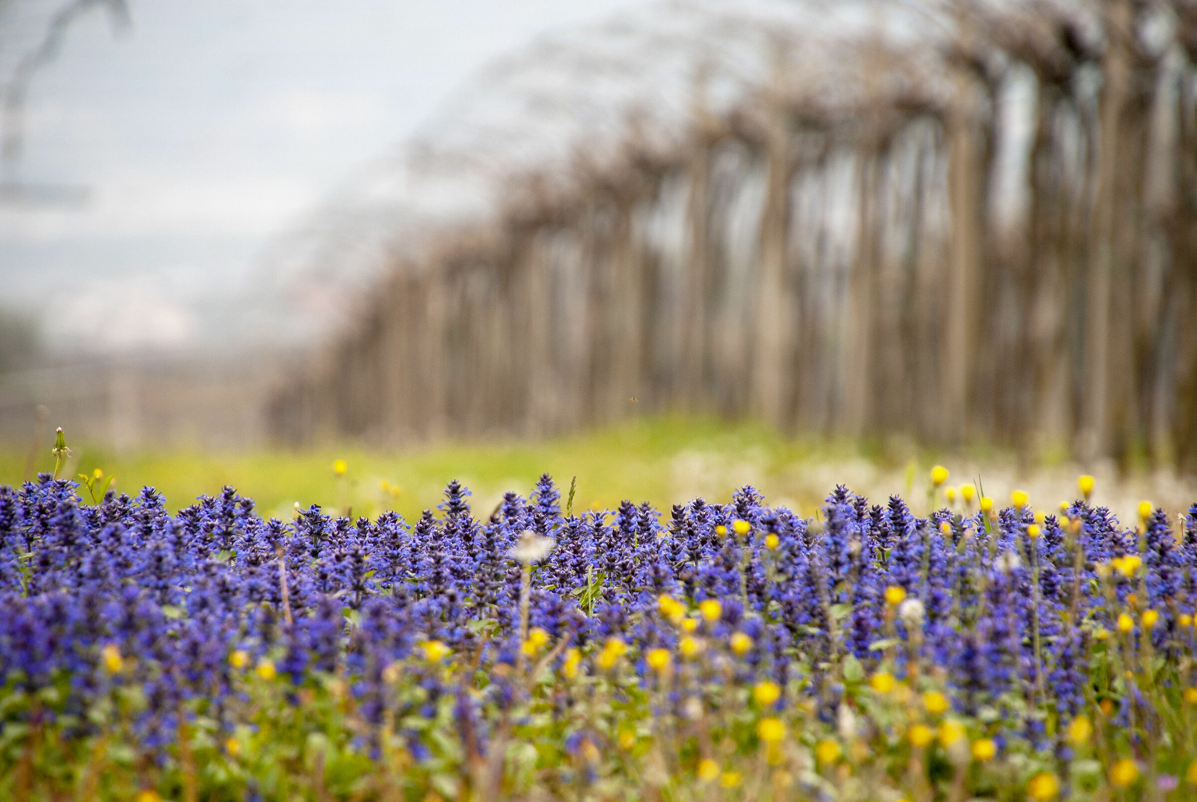 Campagna d'Aprile