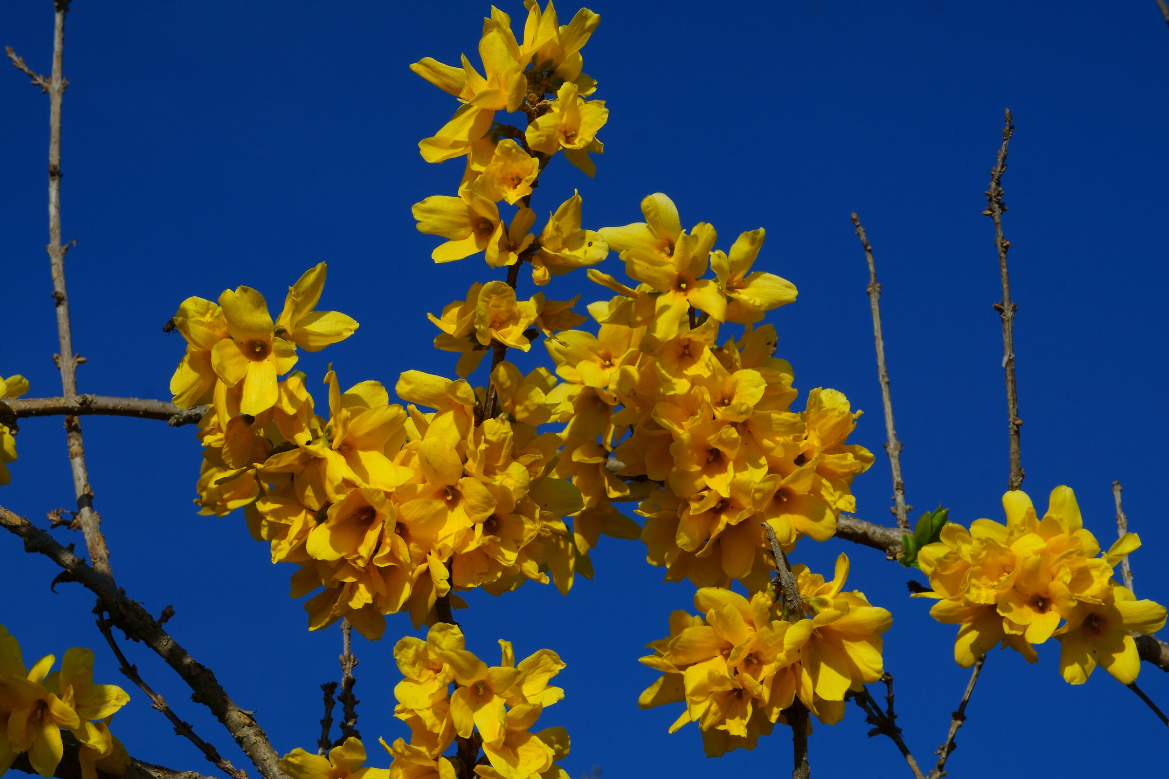 Forsythia