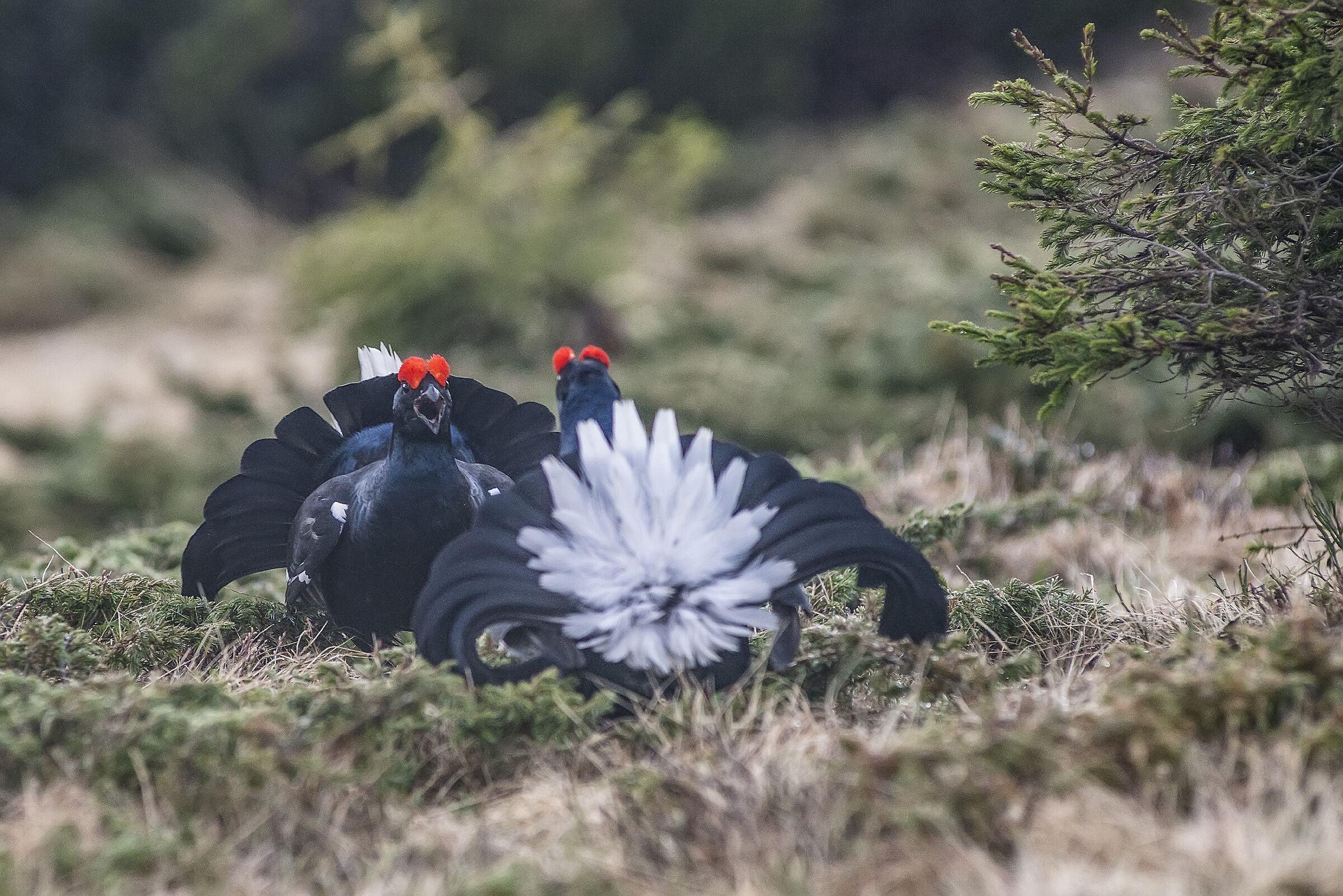 Guerriglie amorose 2018