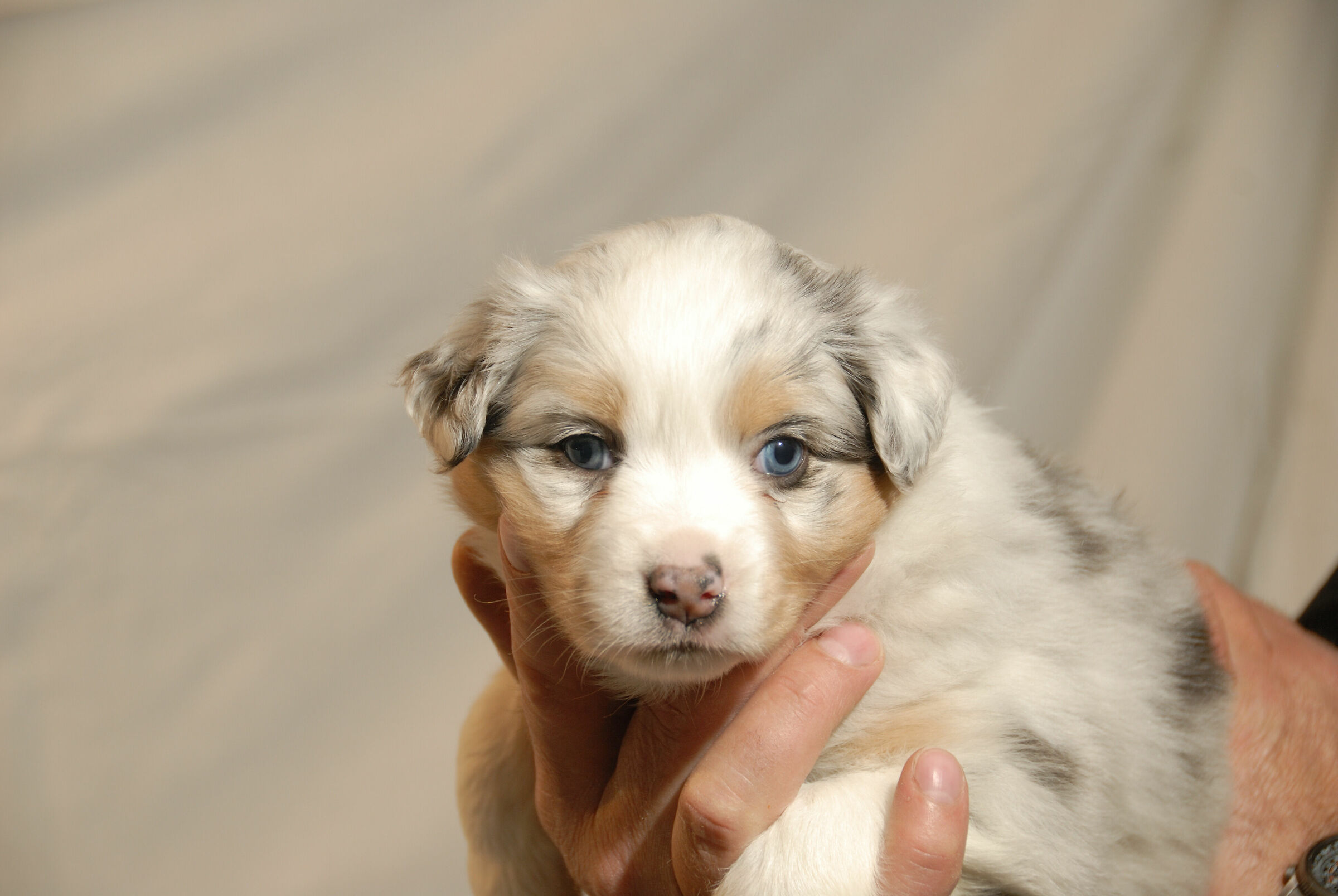 cucciolotto merle .....