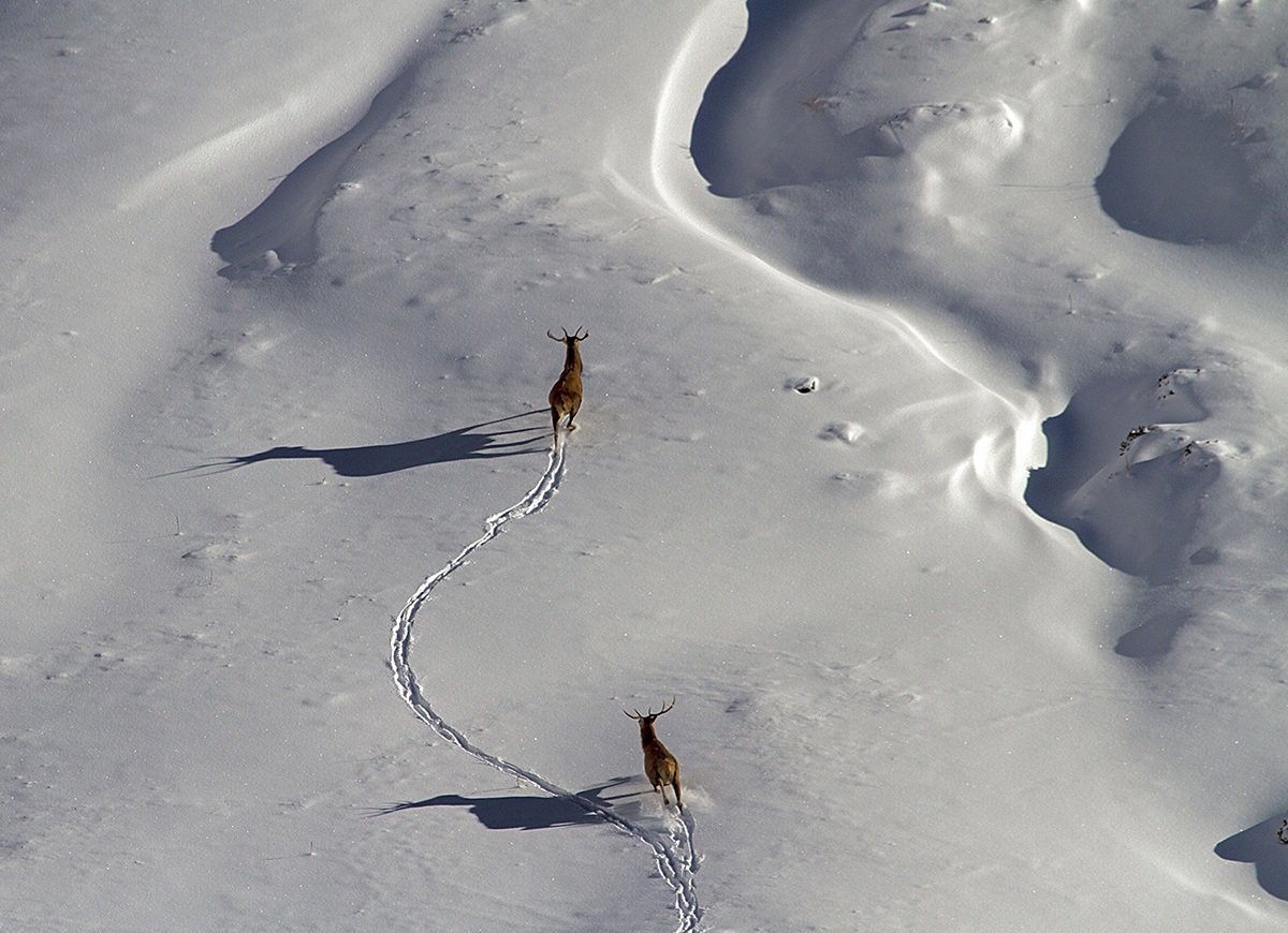 cervi parco nazionale dello stelvio