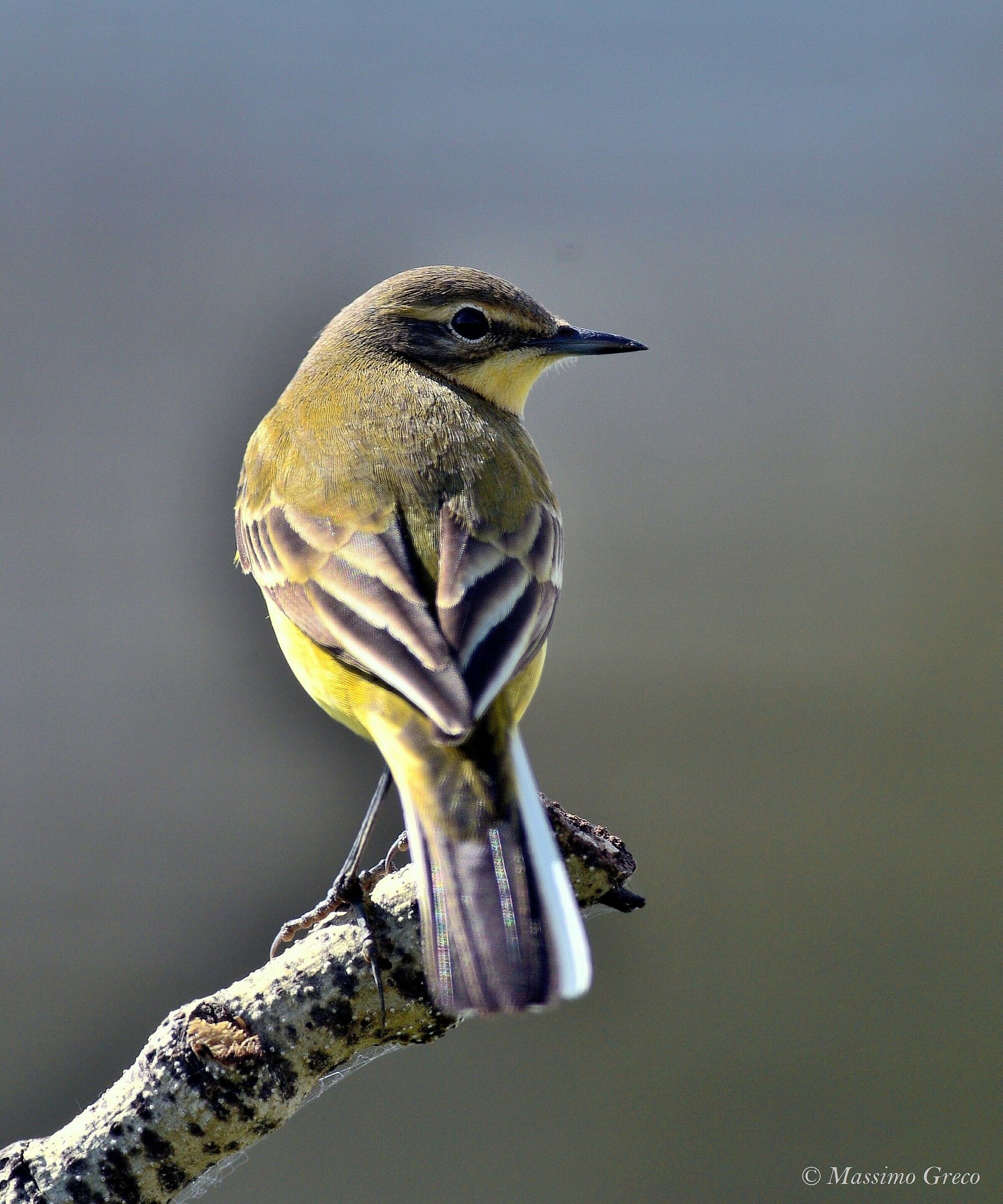 Yellow Wagtail