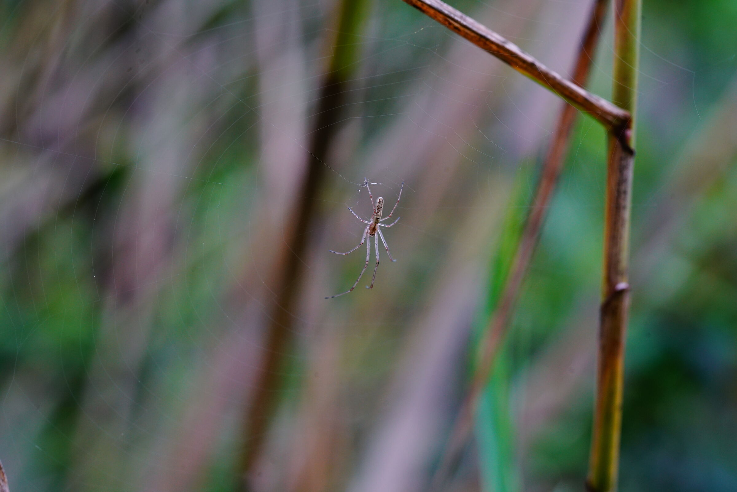 Tetragnatha