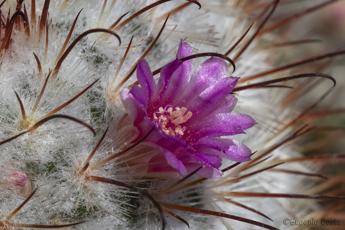 Fiore di Mammillaria Bombycina