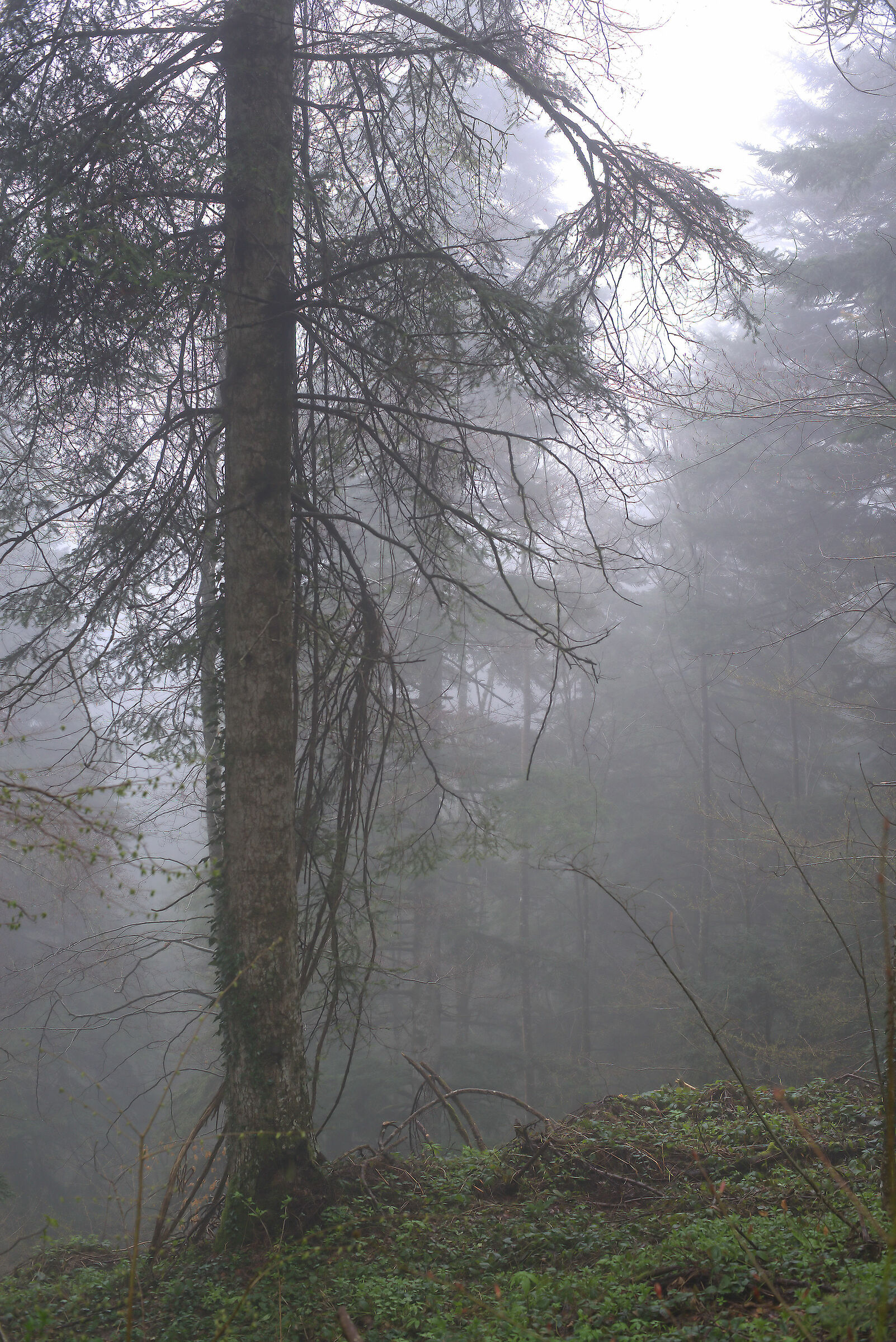 Foresta sulla Maiella