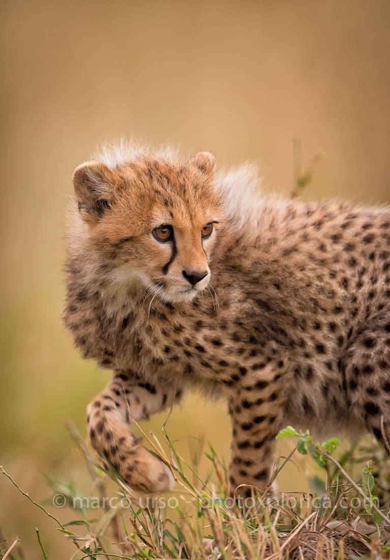 Cheetah cub