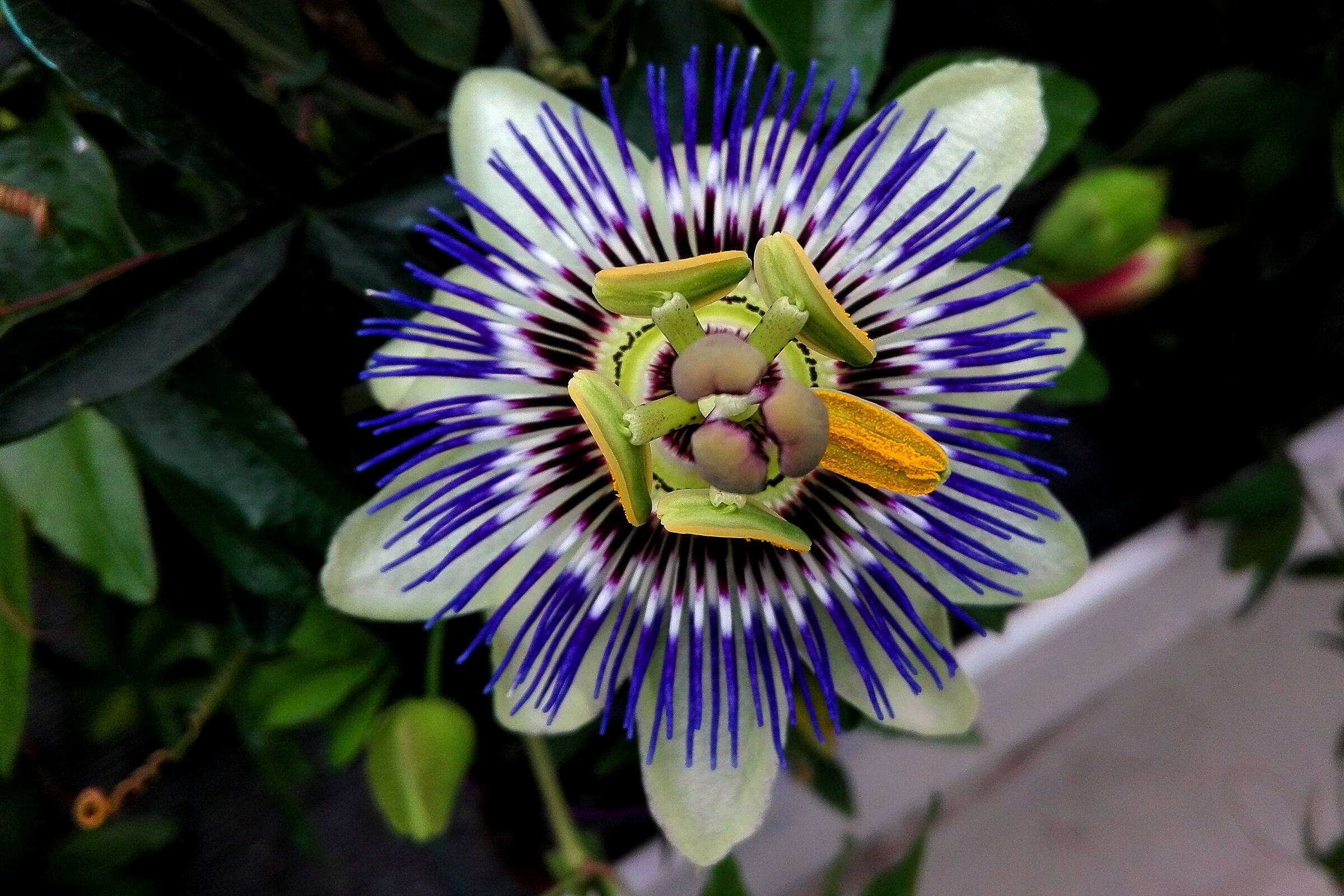 passiflora