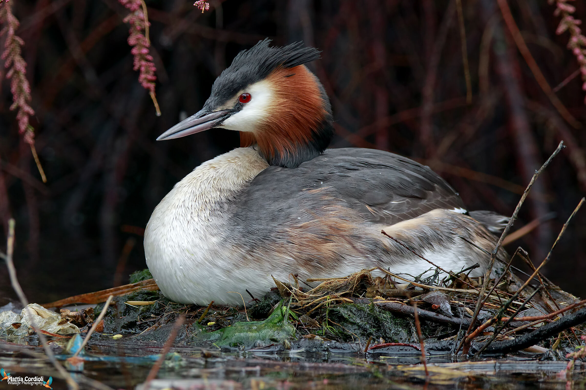 Hatching Crested Grebe