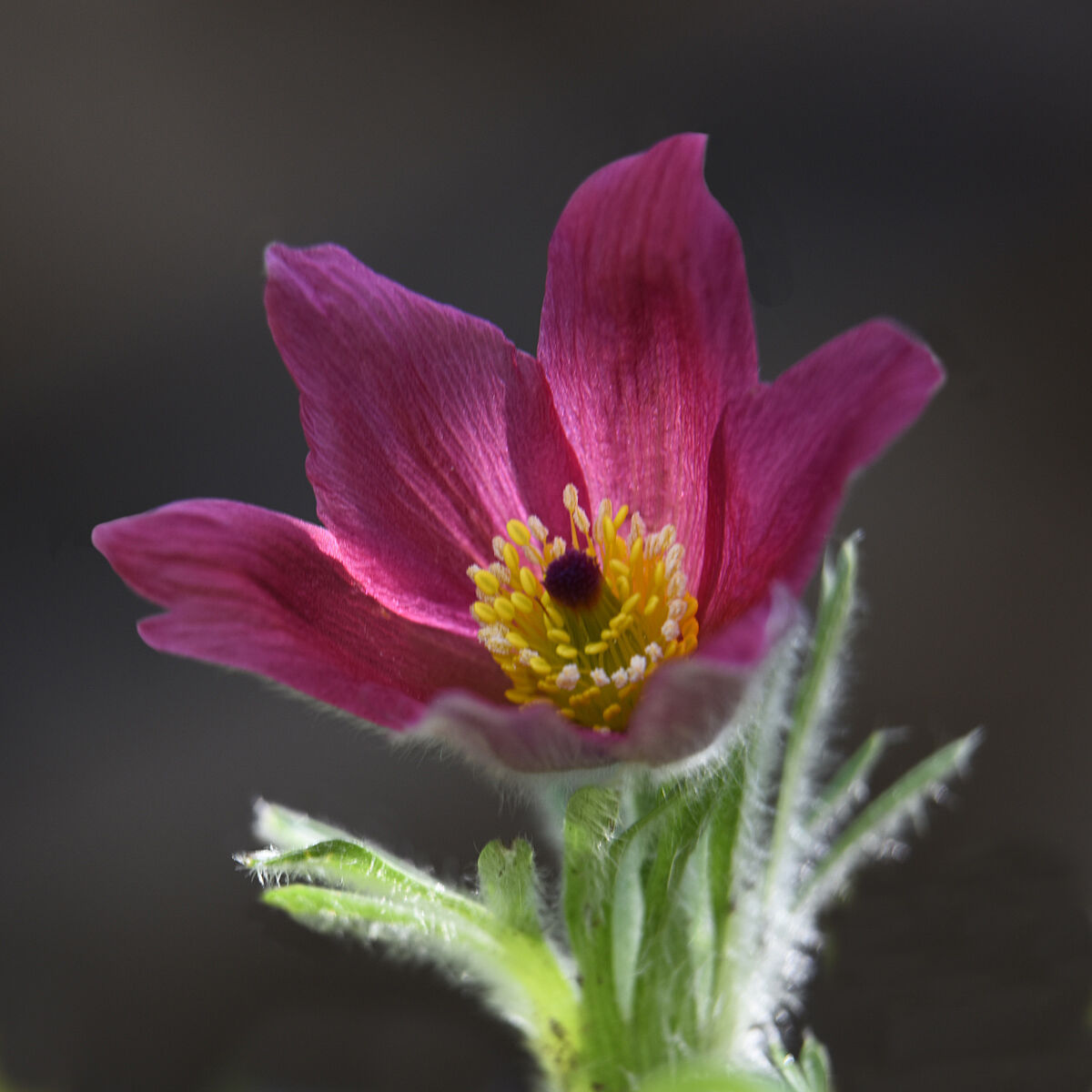 Pulsatilla