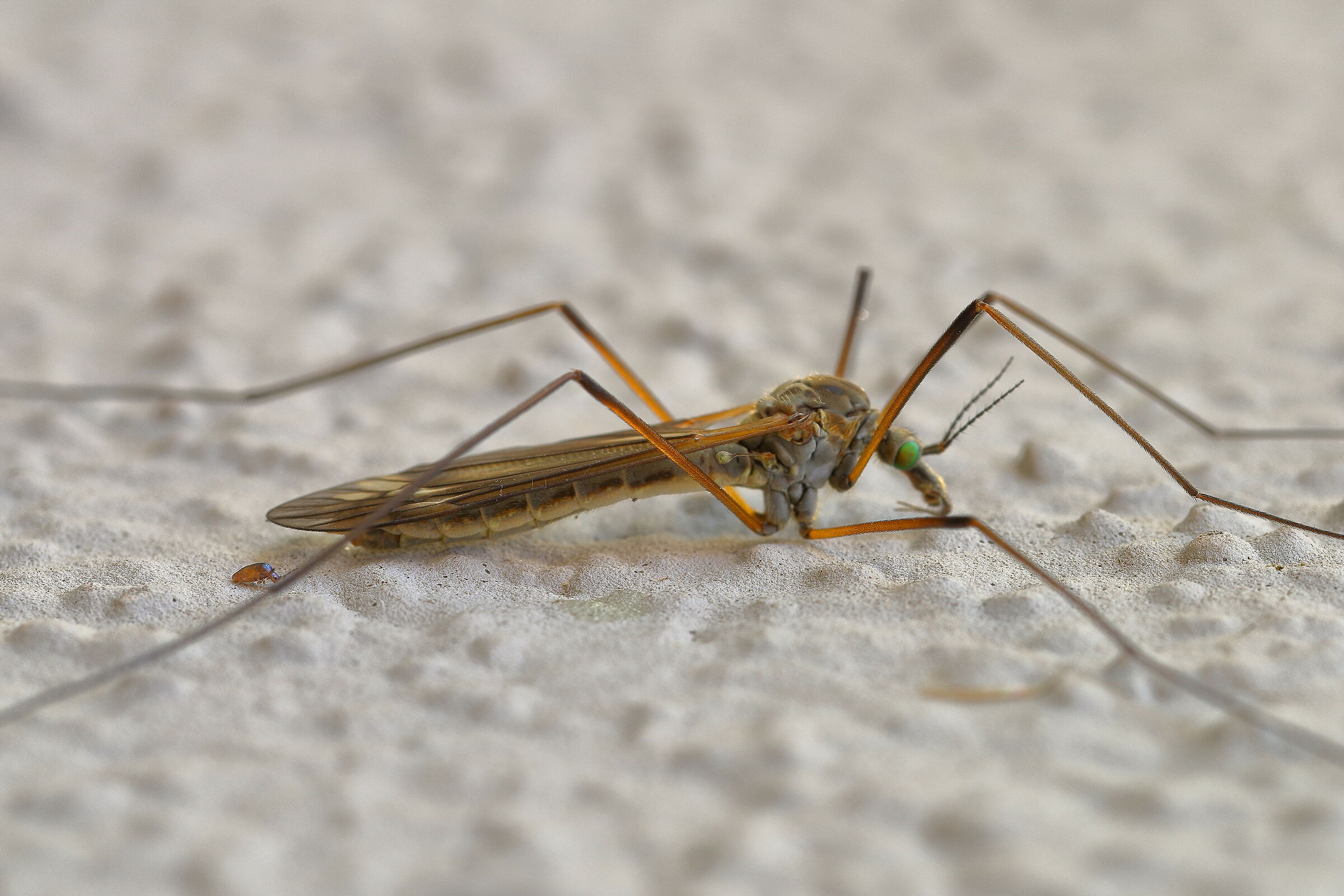 Tipula + Very small companion