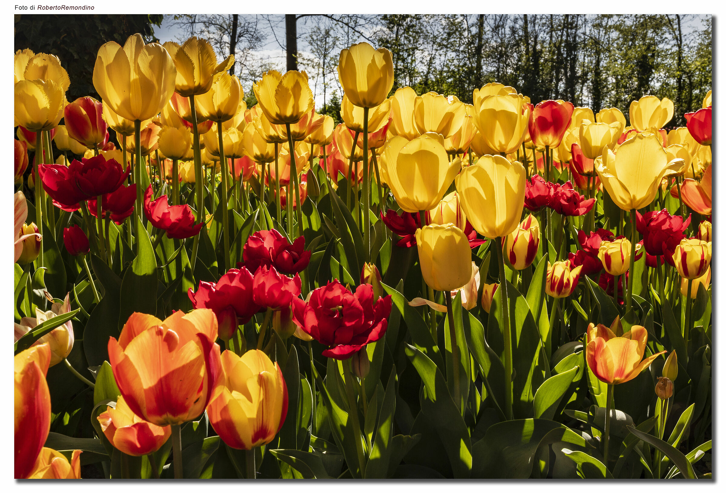 Esplosione di tulipani a Pralormo