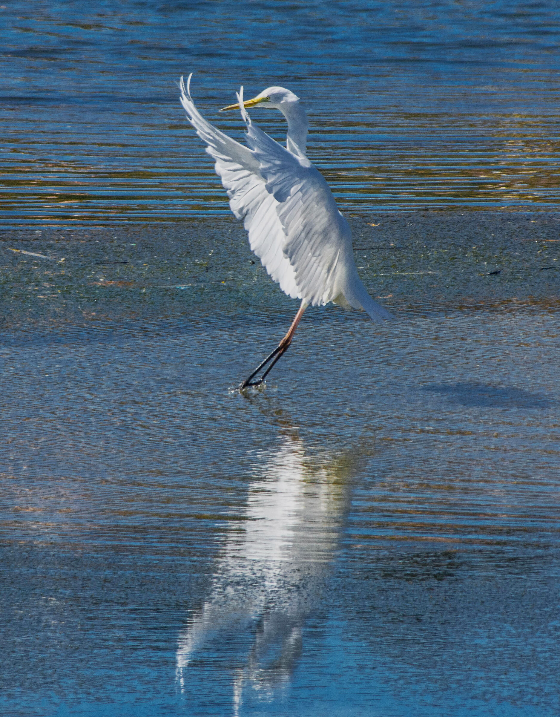 Greater white Heron-The Dance
