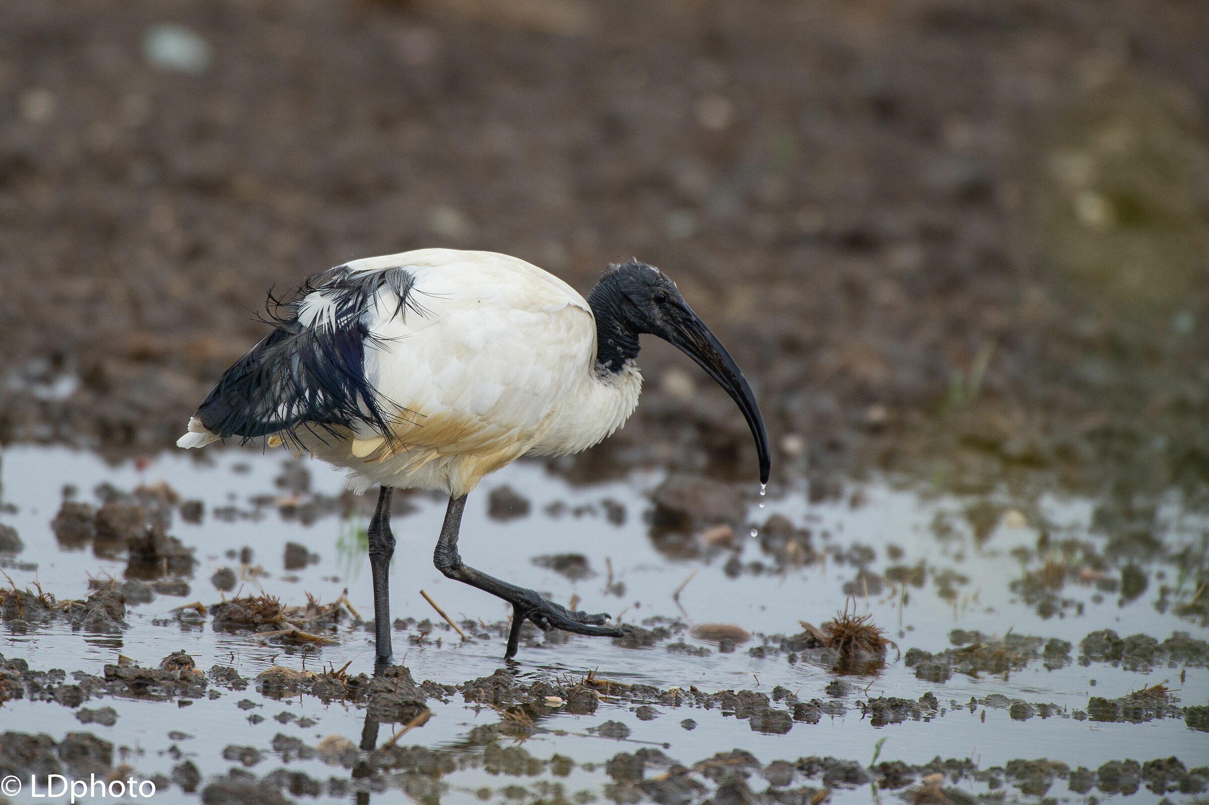 Sacred Ibis