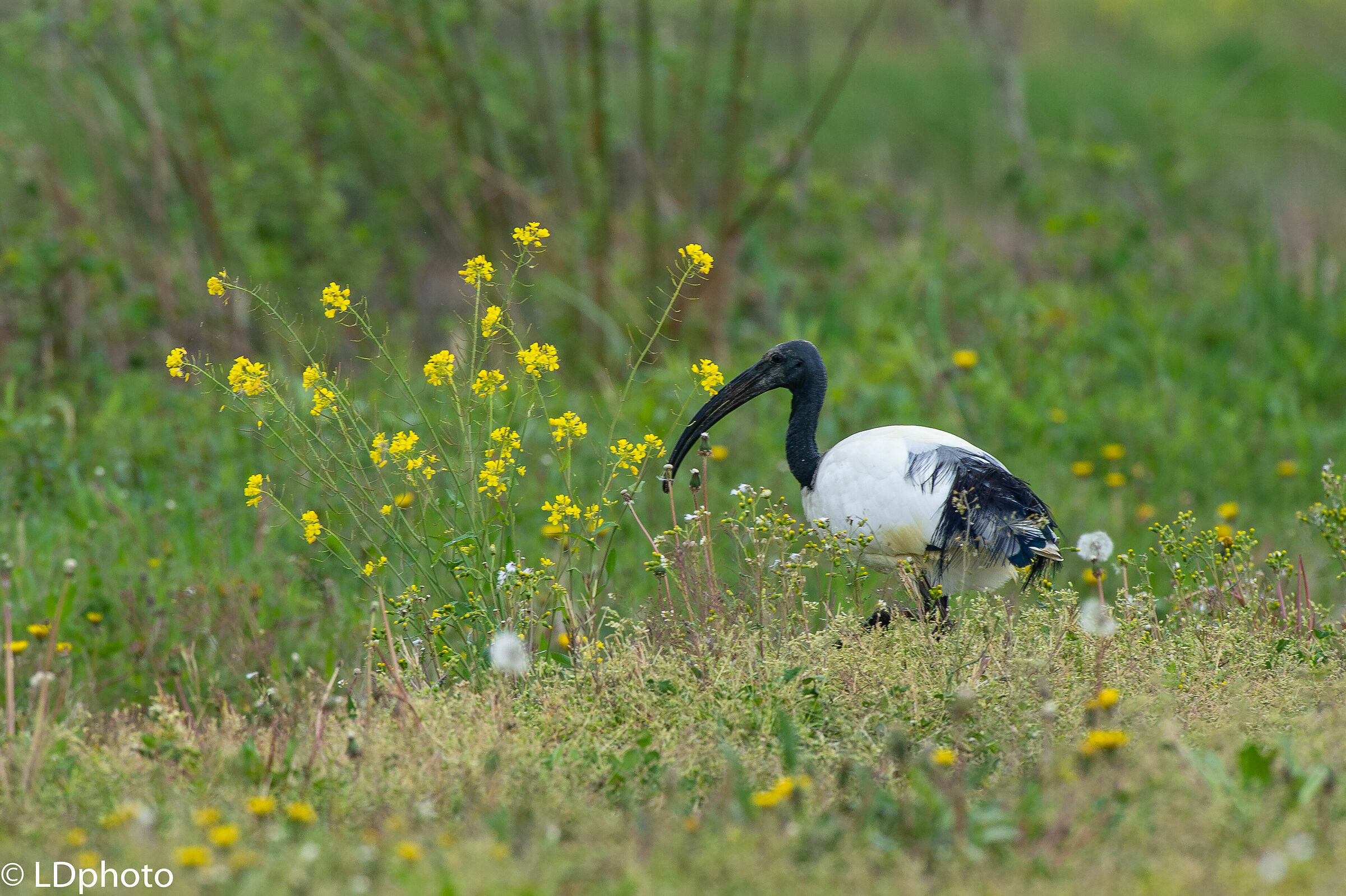 Sacred Ibis