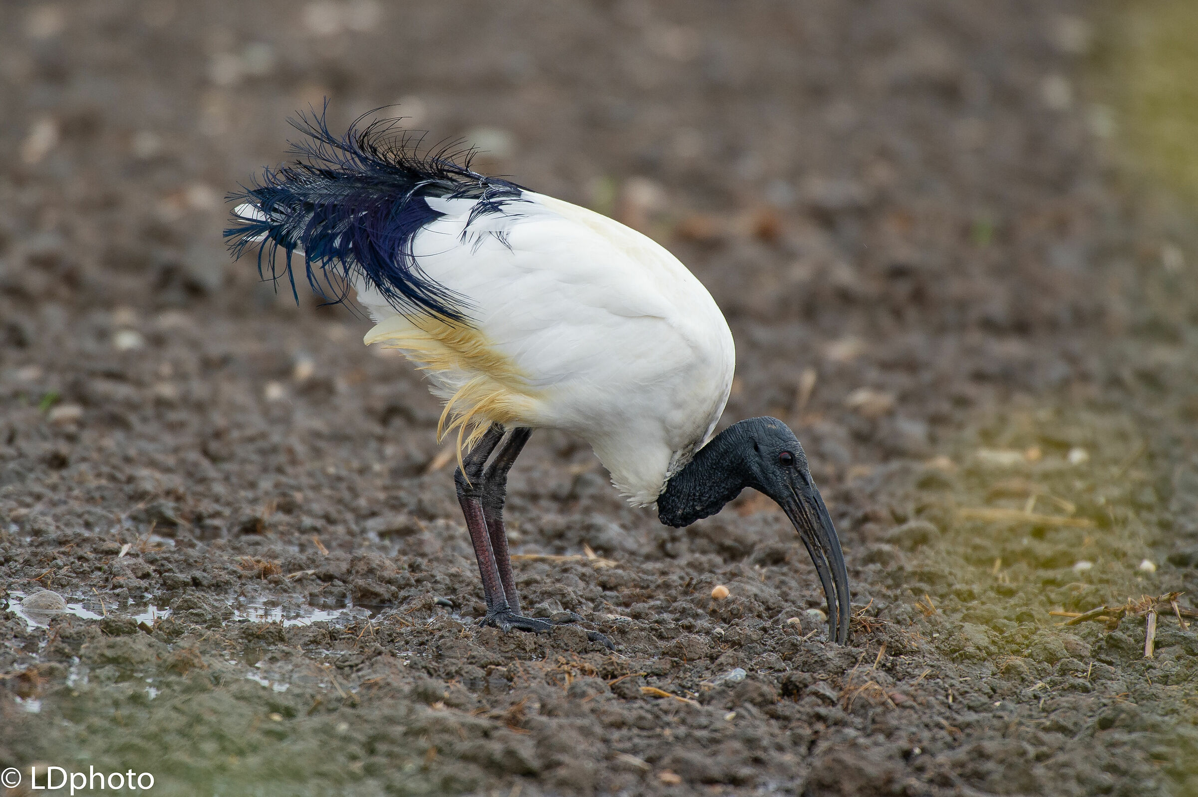 Sacred Ibis