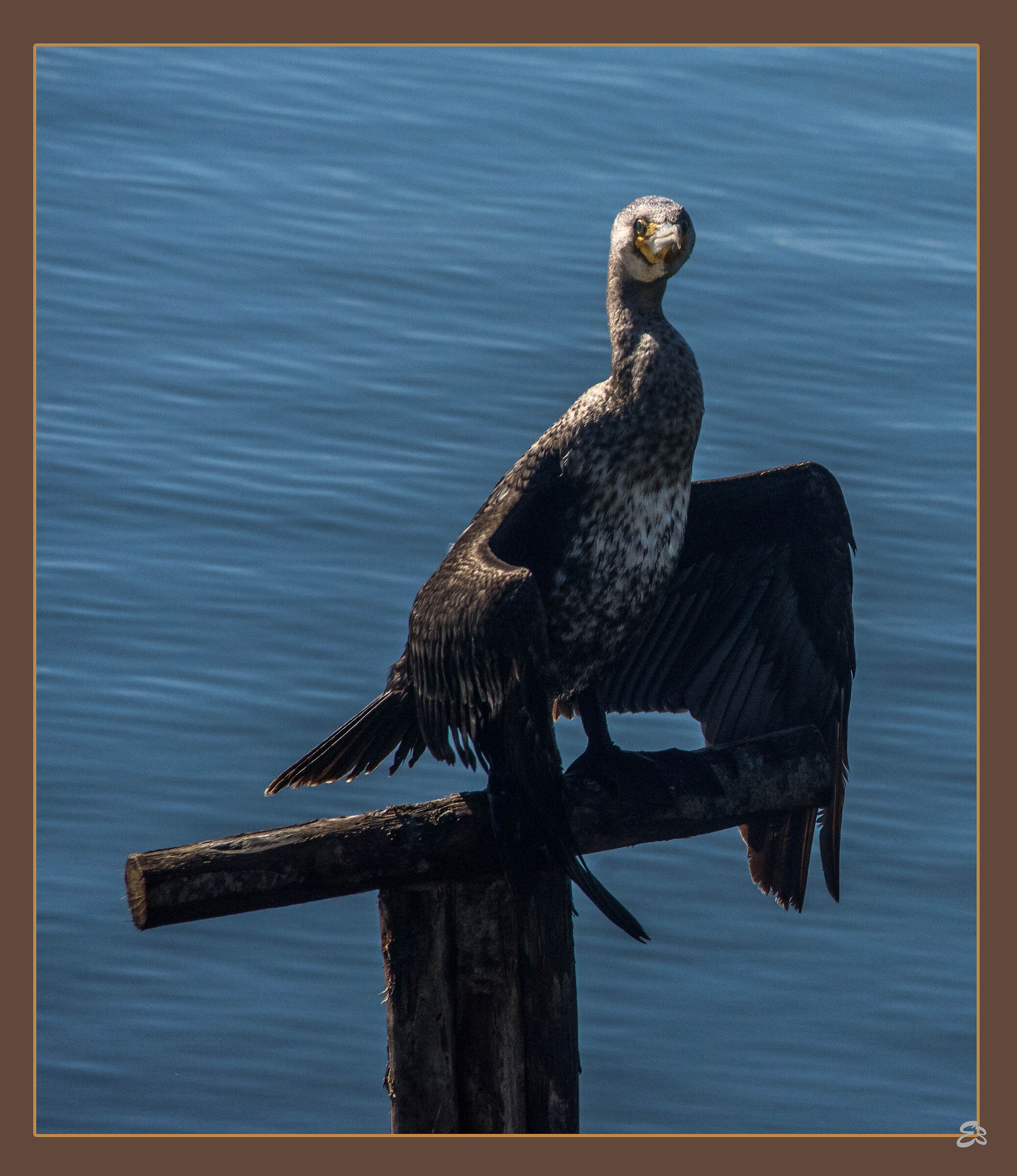 Cormorate on roost to dry feathers