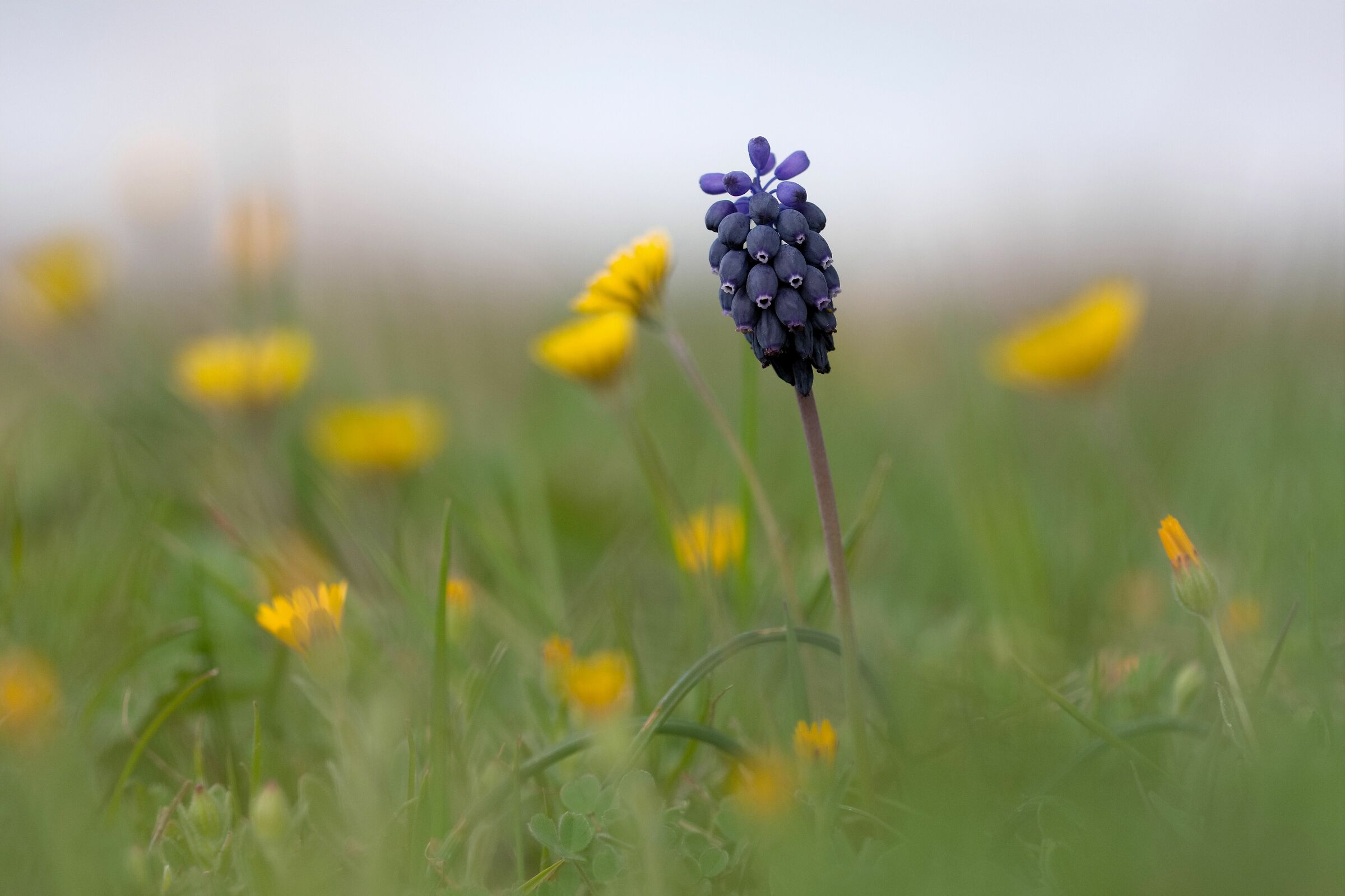 Muscari