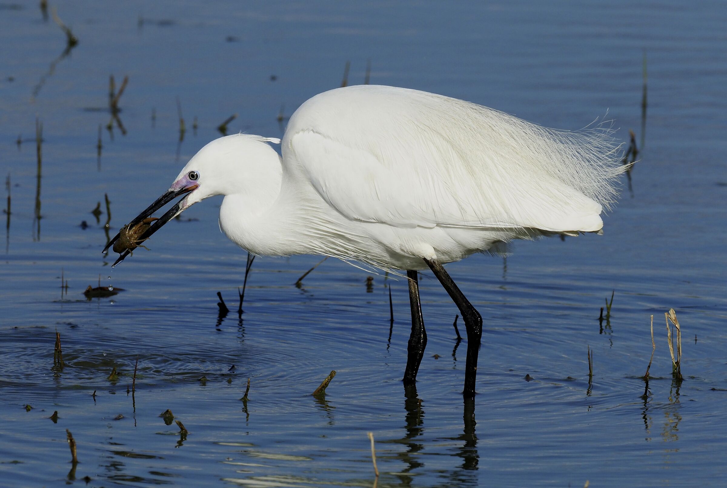 Garzetta Dinner with Shrimp.