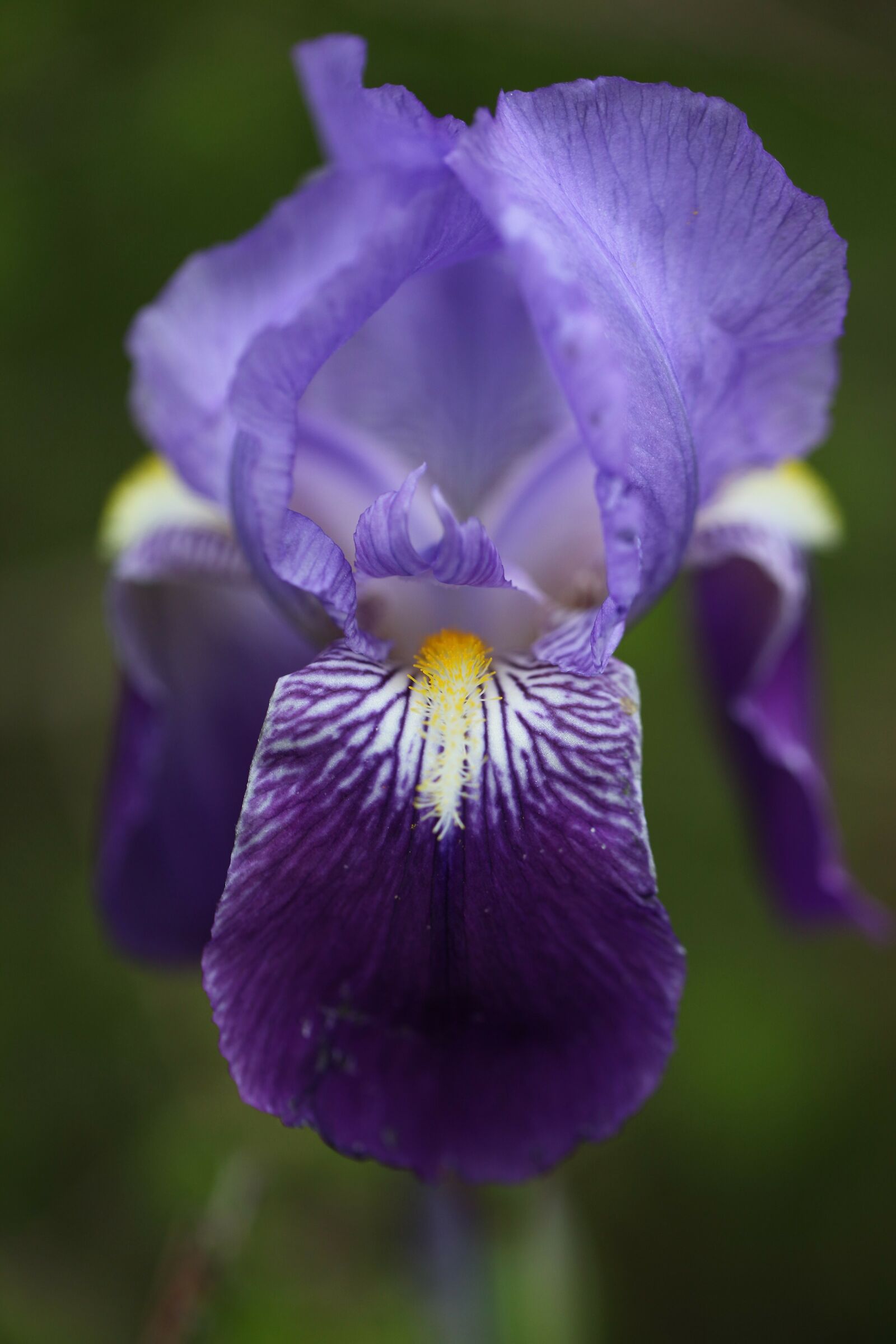 Iris