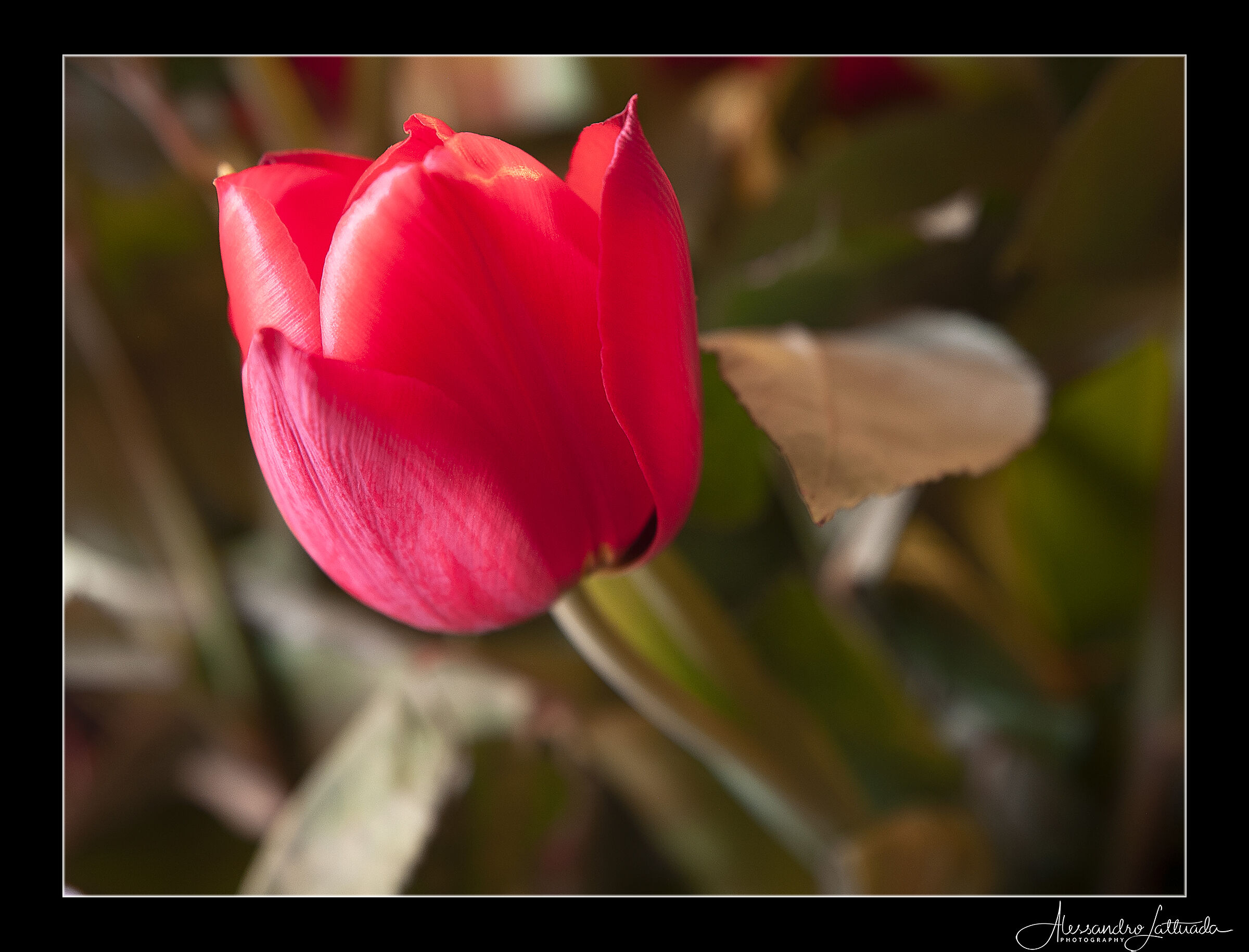 Tulip
