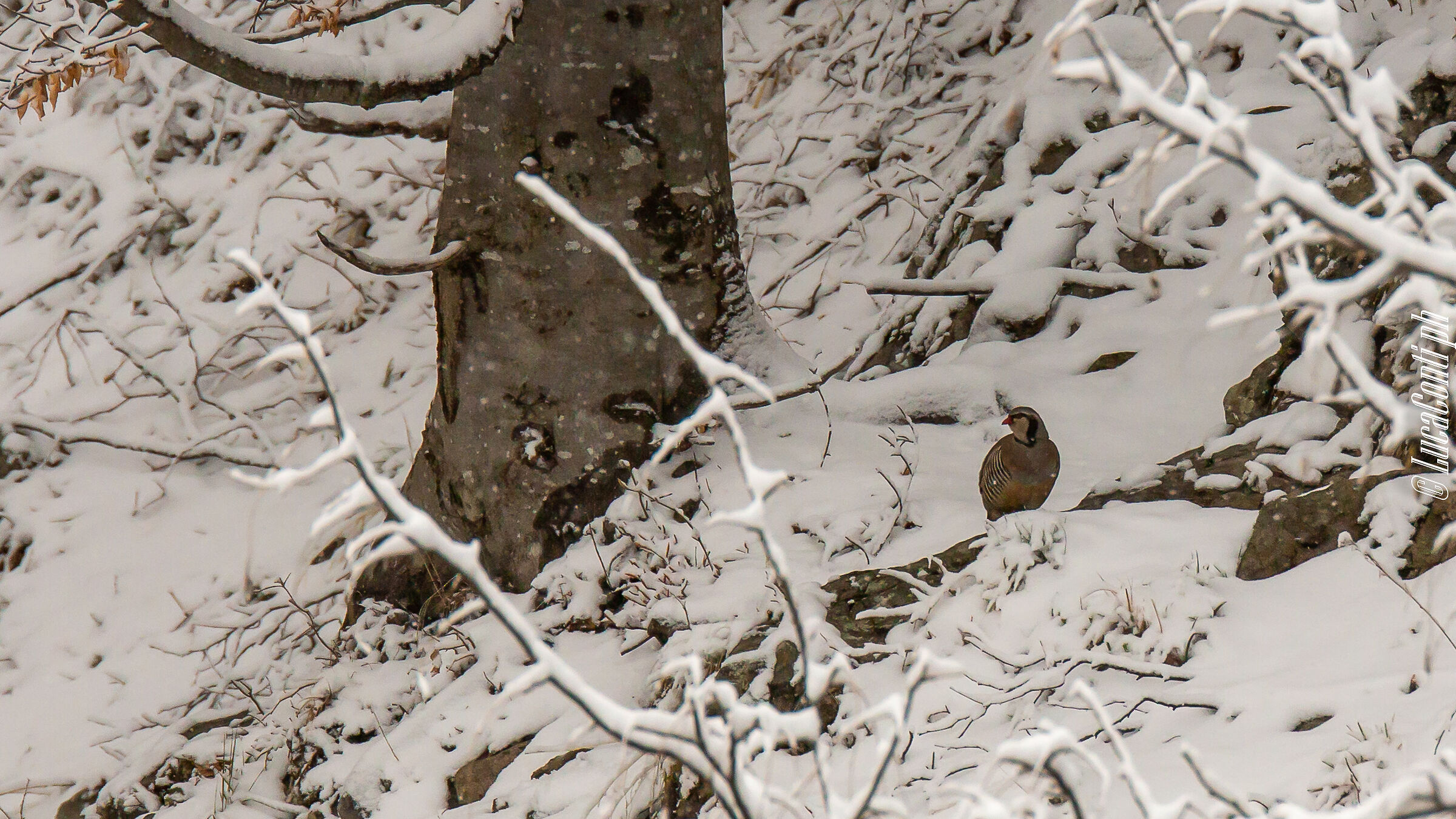 Alpine Coturnice (Alectoris Graeca) Valsassina LC