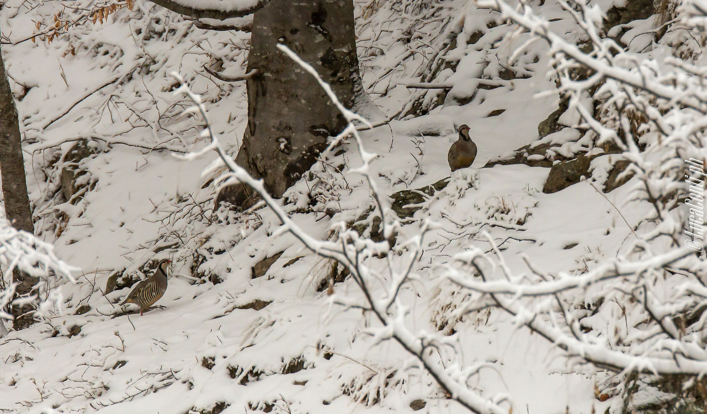 Alpine Coturnice (Alectoris Graeca) Valsassina LC