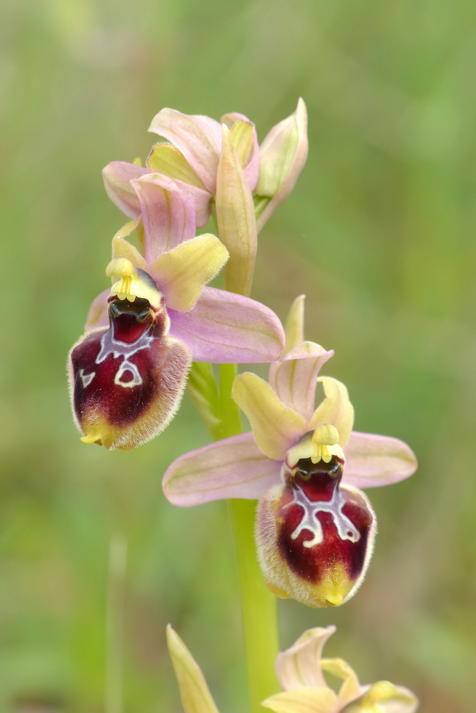 Ophrys incubacea x Ophrys tenthredinifera subsp. neglec