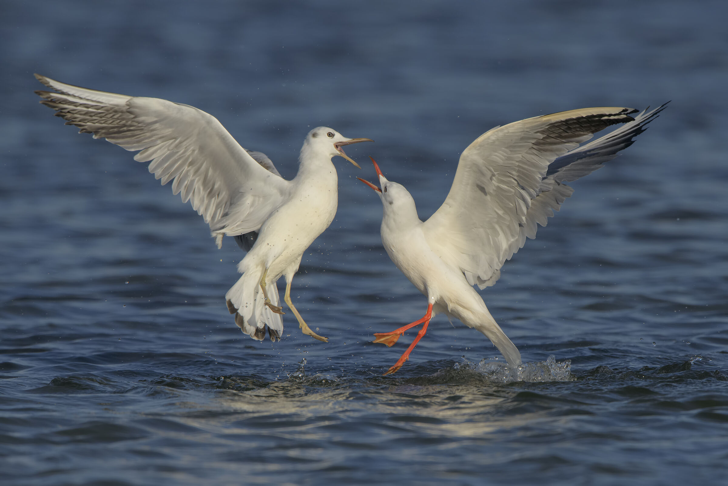 Seagulls Rosei (adult Vs. Young).