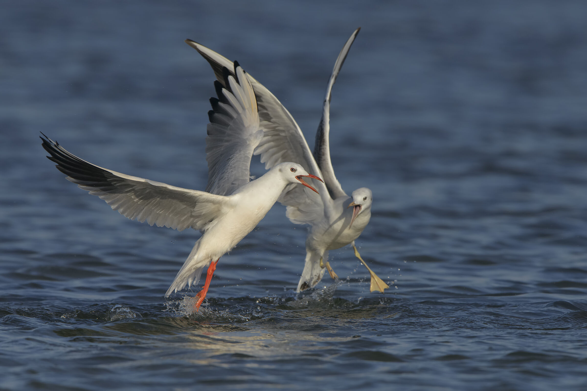 gabbiani rosei (adulto Vs giovane).