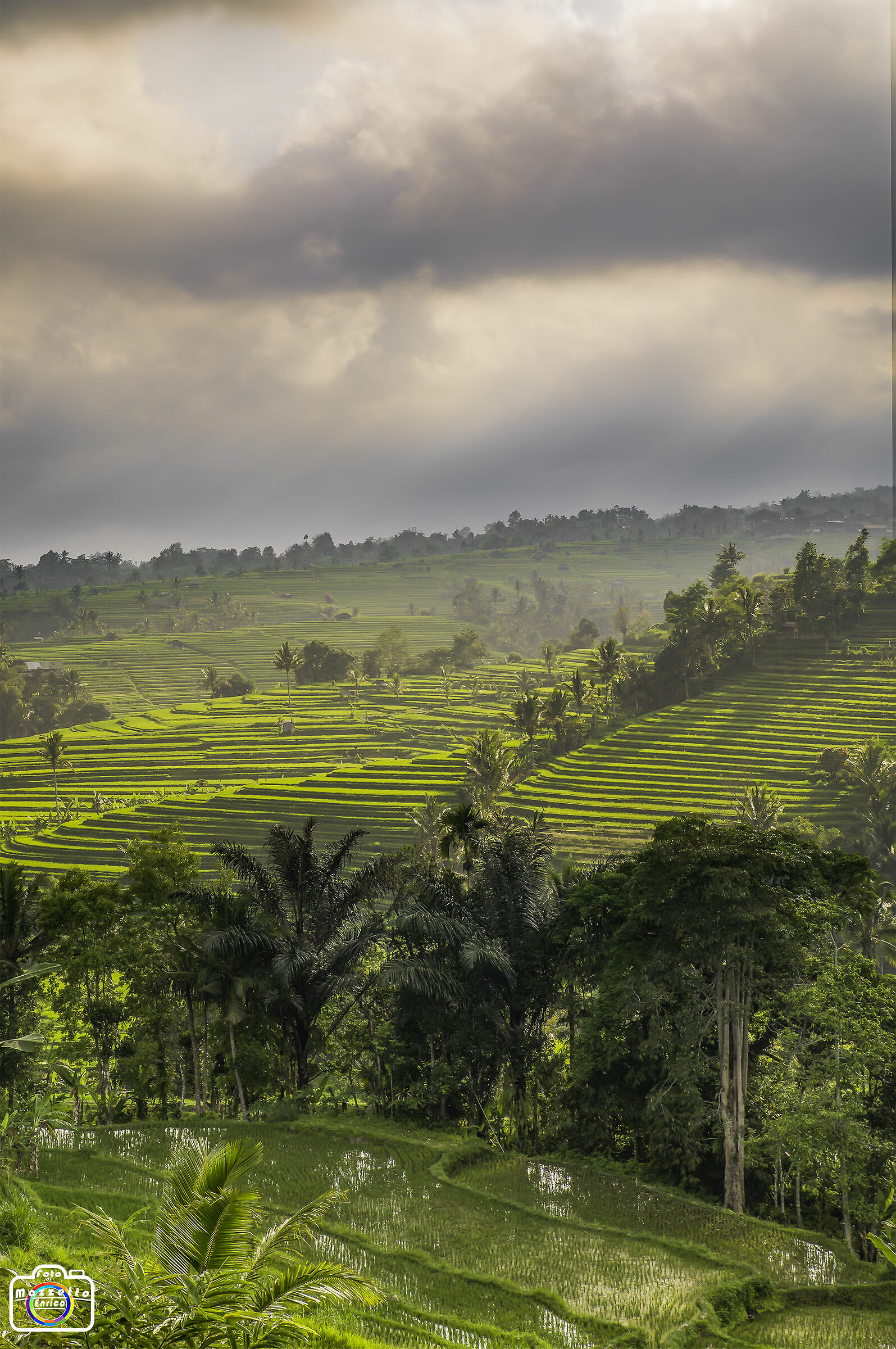 Risaie pronte per l'acquazzone