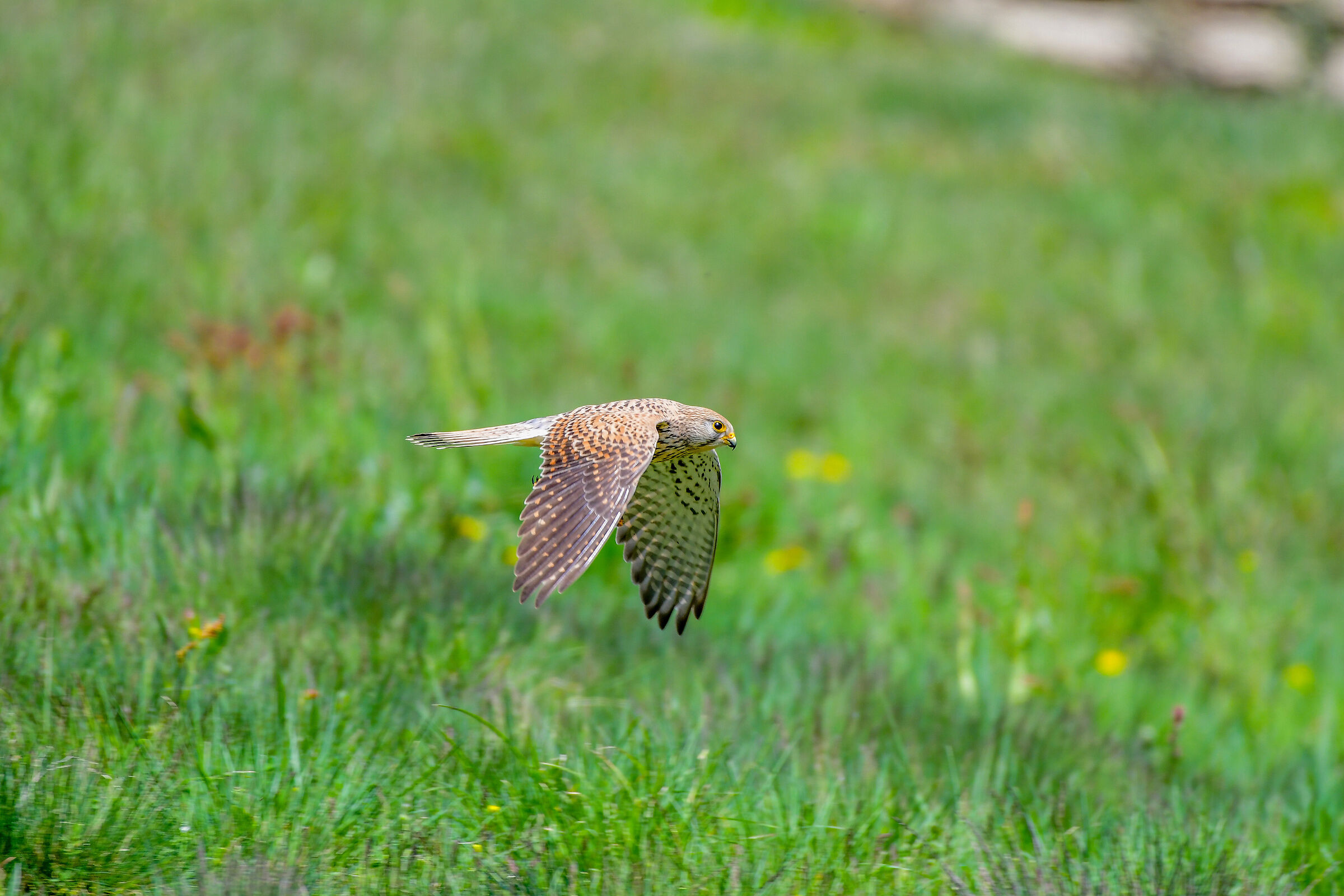 Kestrel on the Fly
