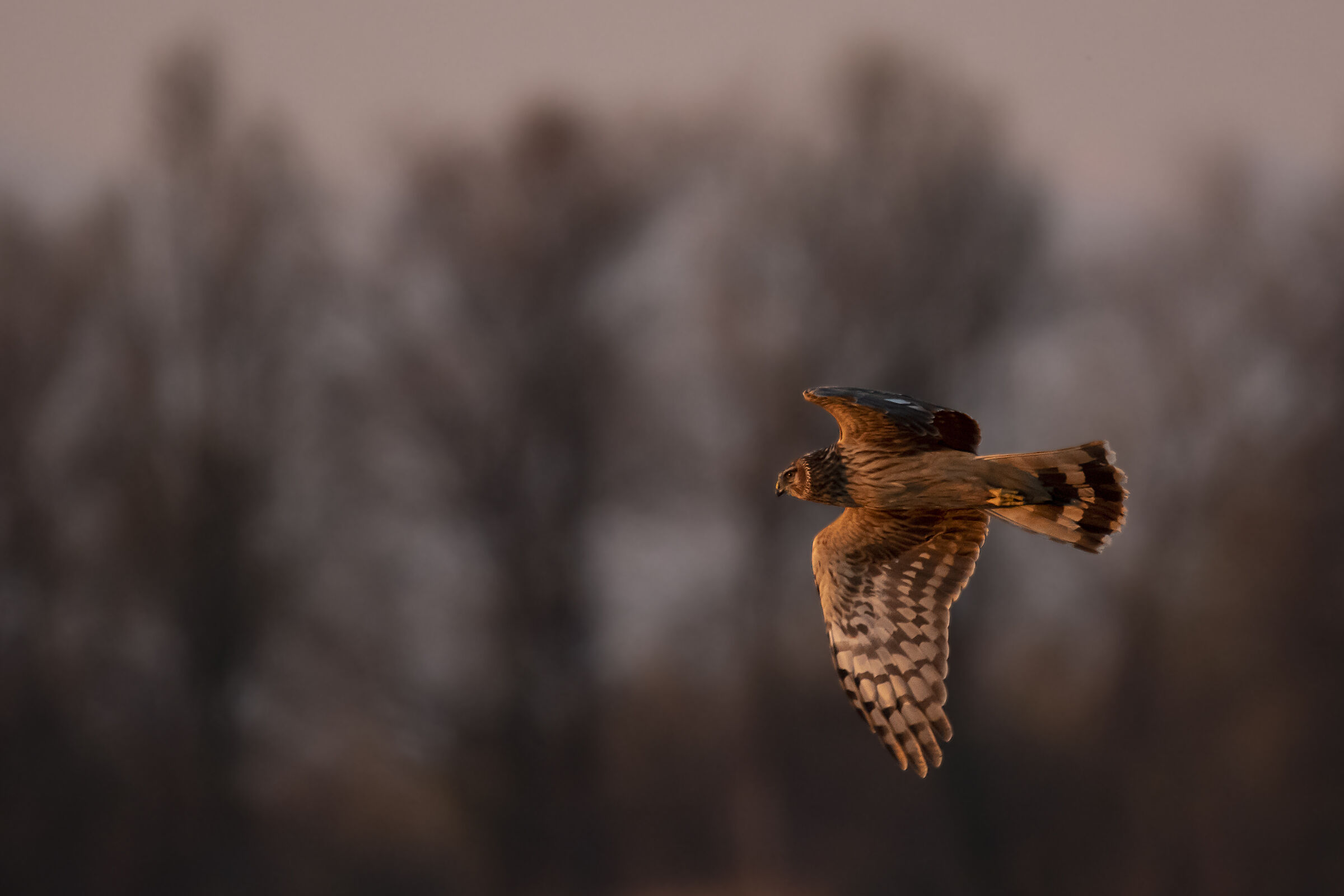 Albanella Royal Female