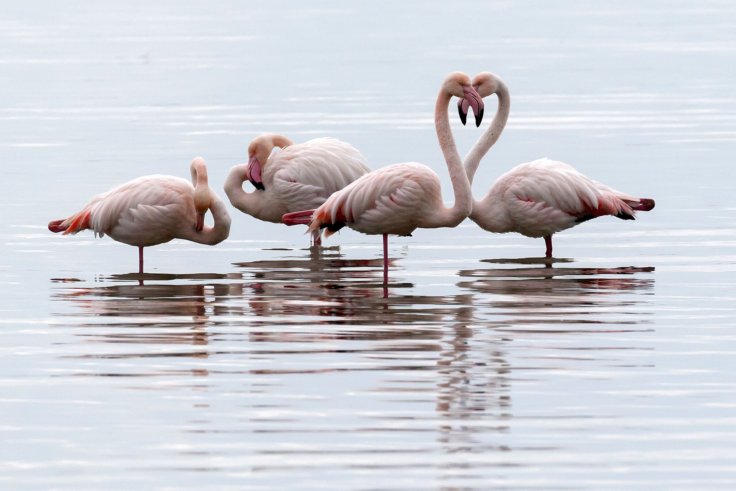 Fenicotteri in laguna