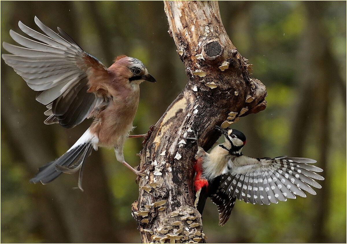, the Jay and the Big Red Woodpeckers,